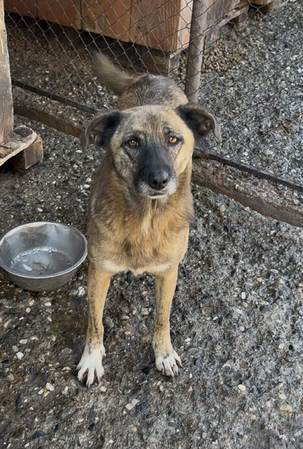 Pro Animals Deutschland e.V. – Hundeheim