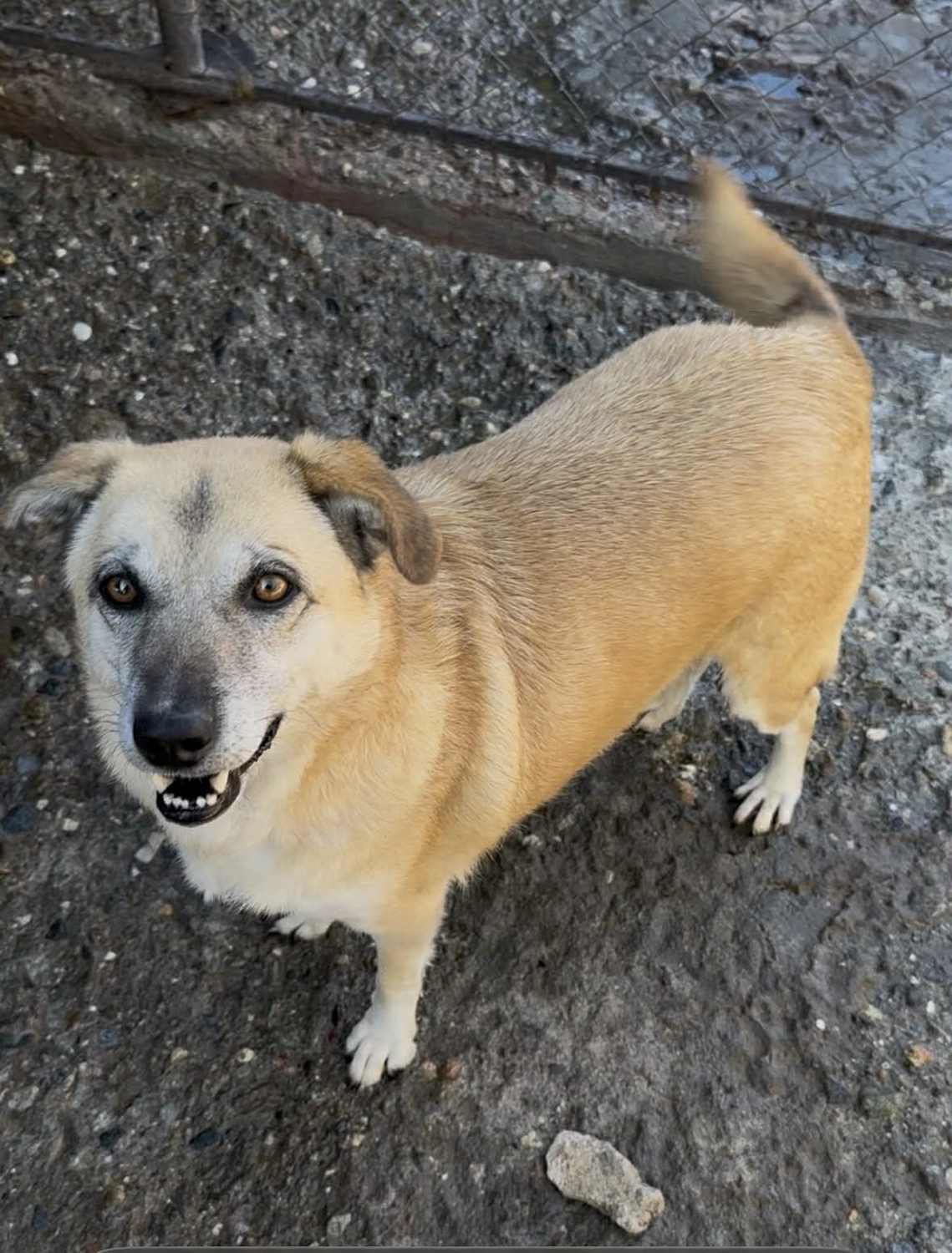 Pro Animals Deutschland e.V. – Hundeheim