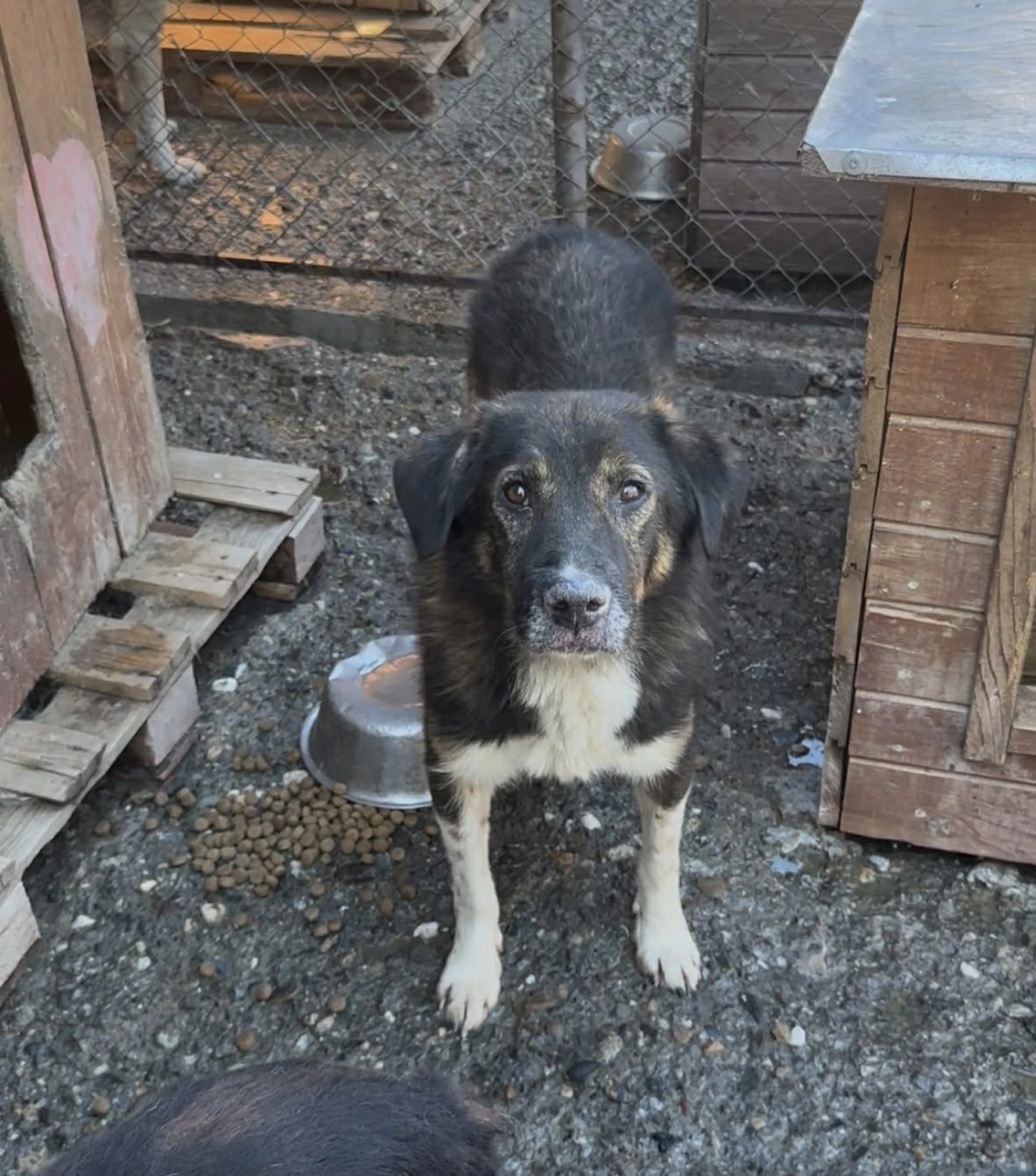 Pro Animals Deutschland e.V. – Hundeheim