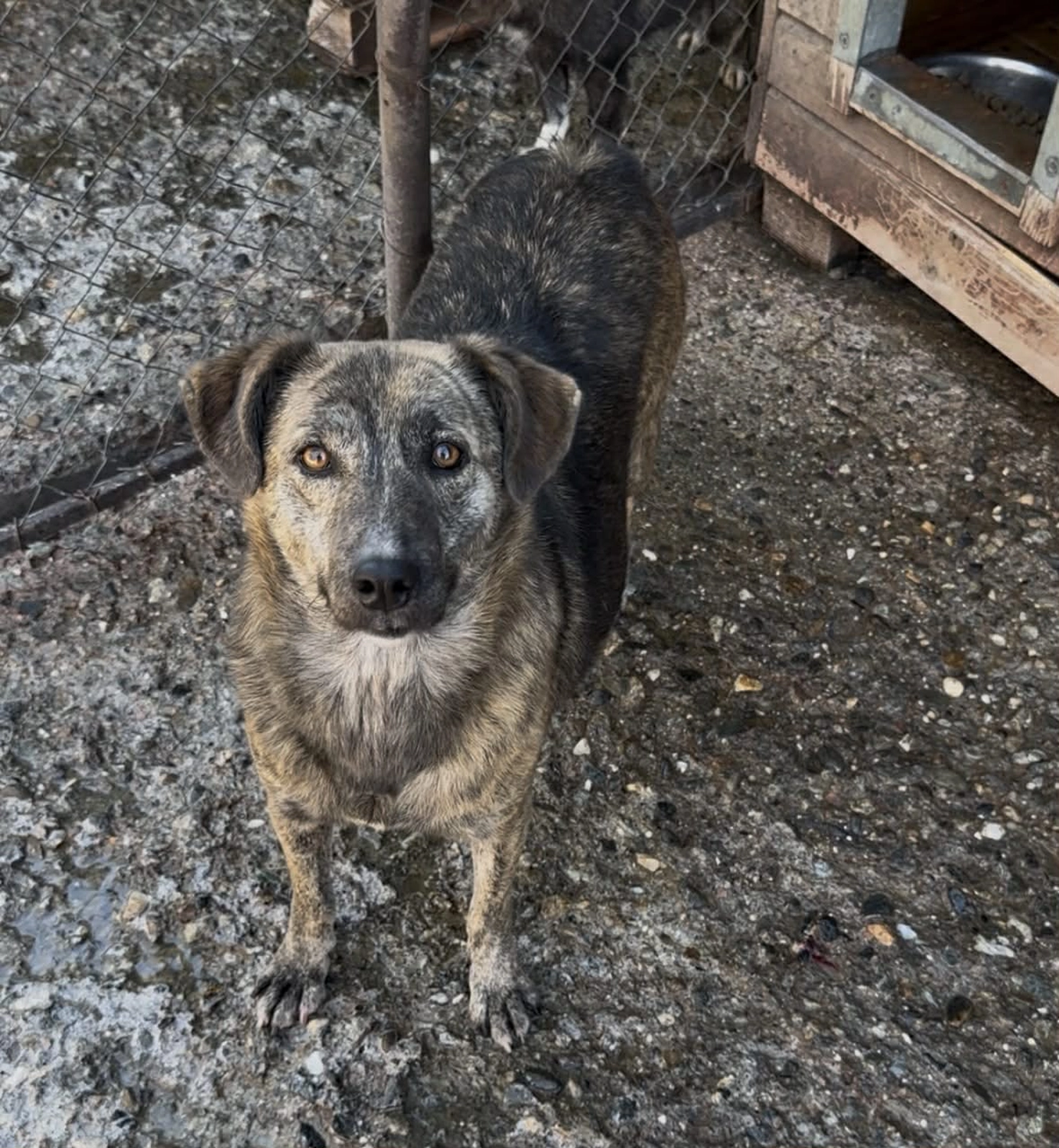 Pro Animals Deutschland e.V. – Hundeheim