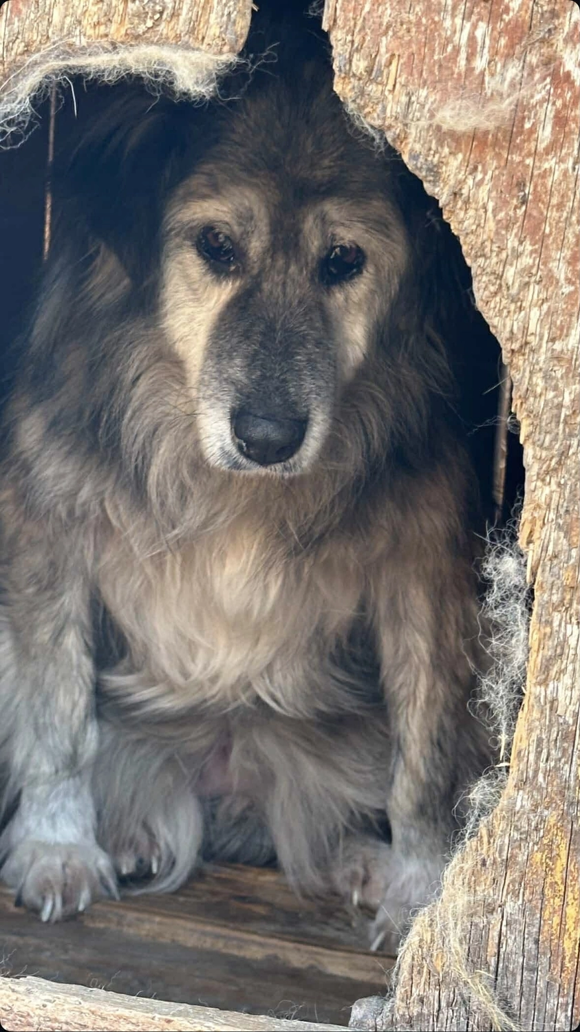 Pro Animals Deutschland e.V. – Hundeheim