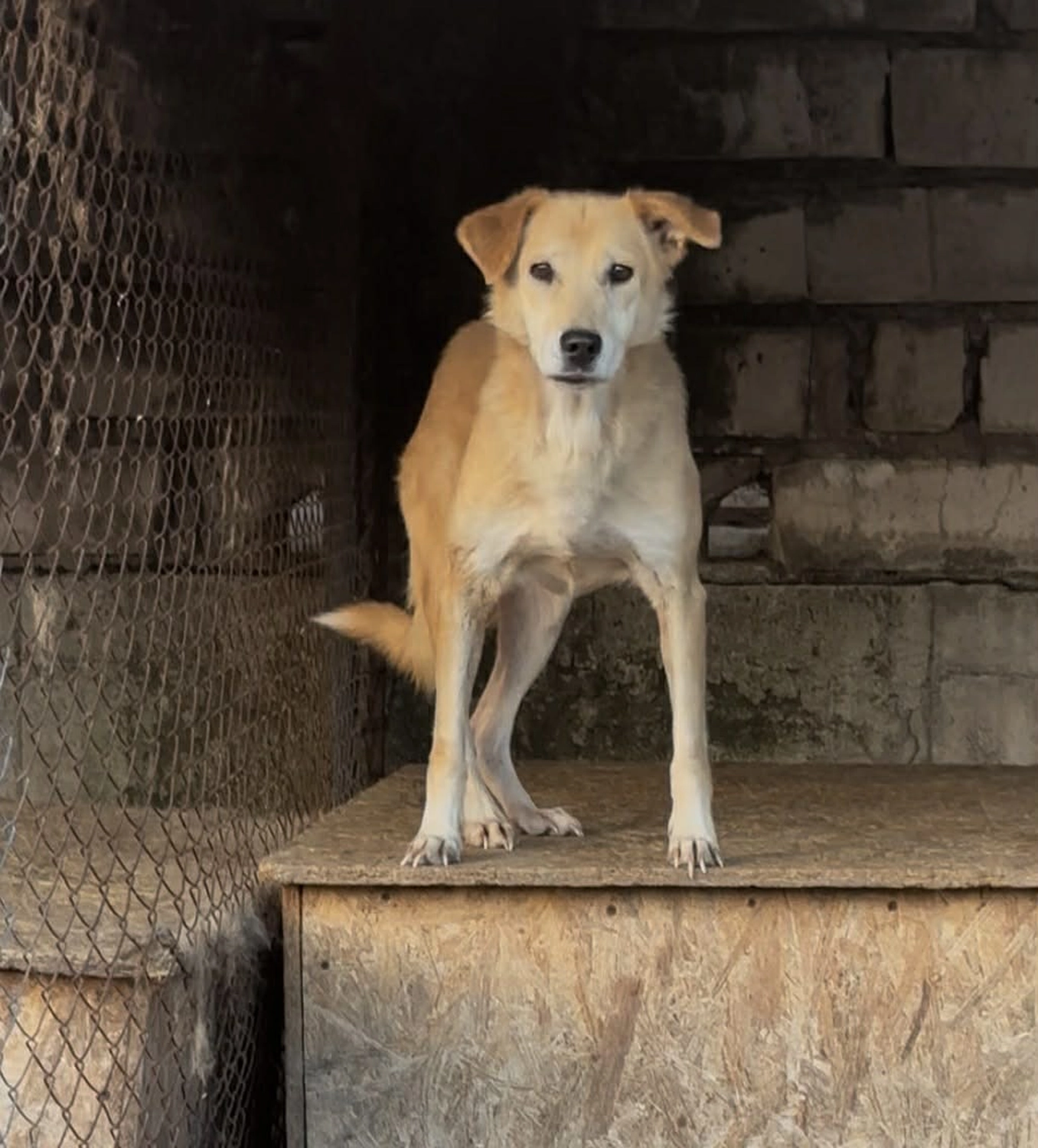 Pro Animals Deutschland e.V. – Hundeheim