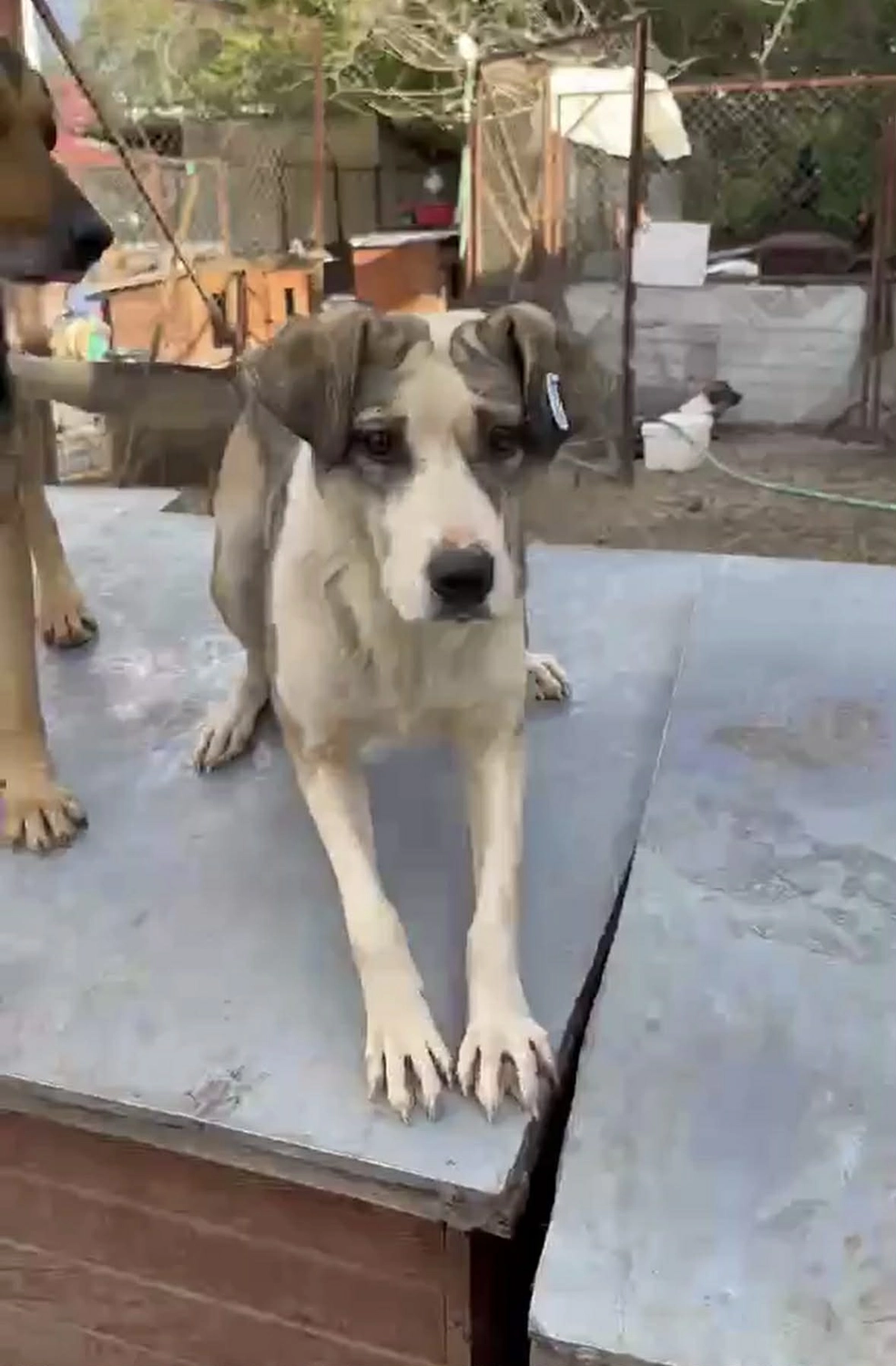 Pro Animals Deutschland e.V. – Hundeheim