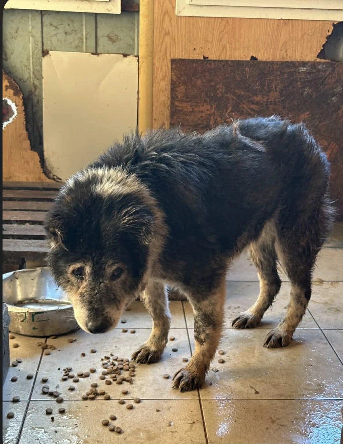 Pro Animals Deutschland e.V. – Hundeheim