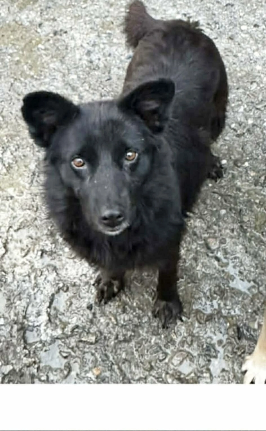 Pro Animals Deutschland e.V. – Hundeheim