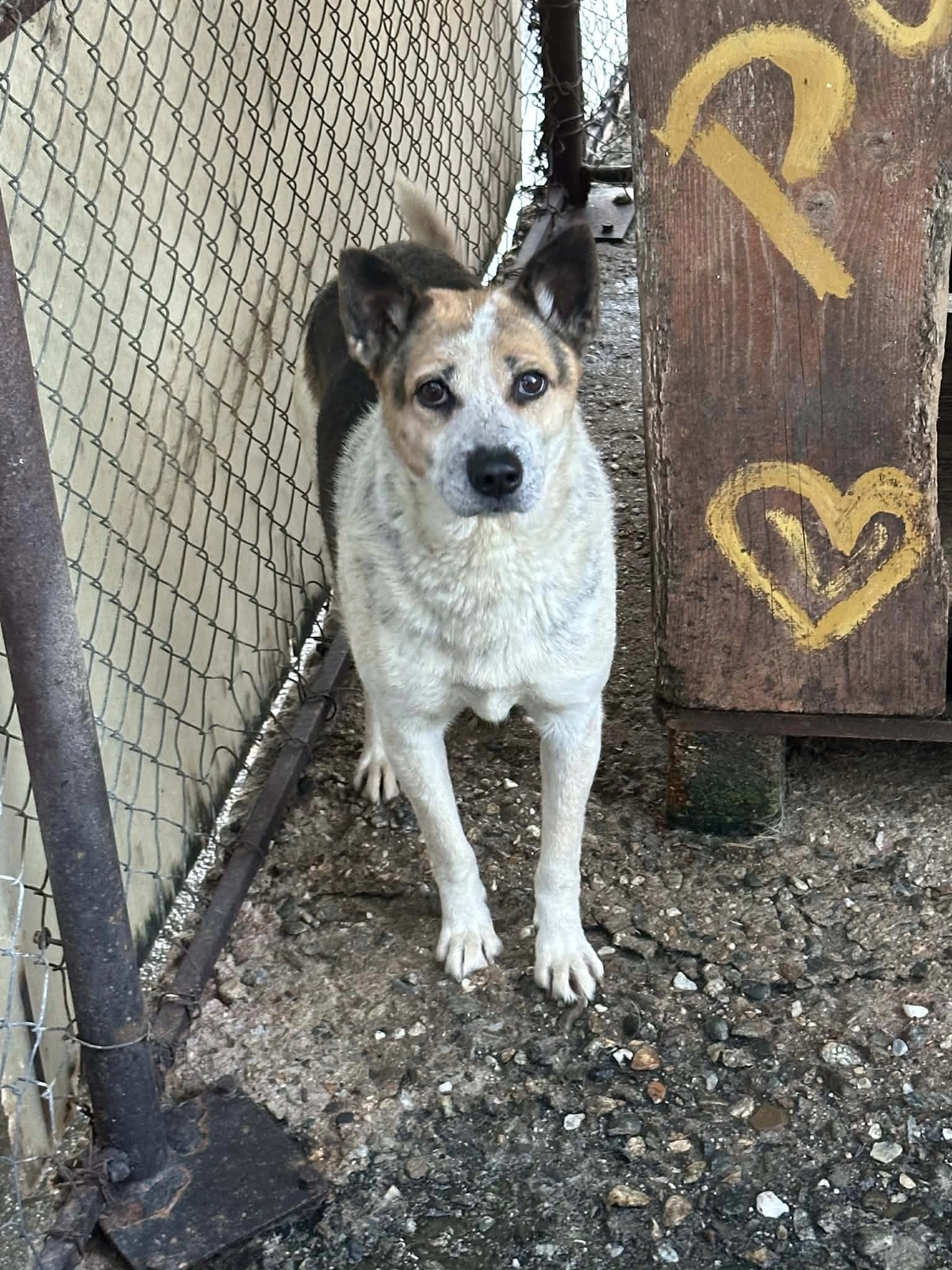 Pro Animals Deutschland e.V. – Hundeheim
