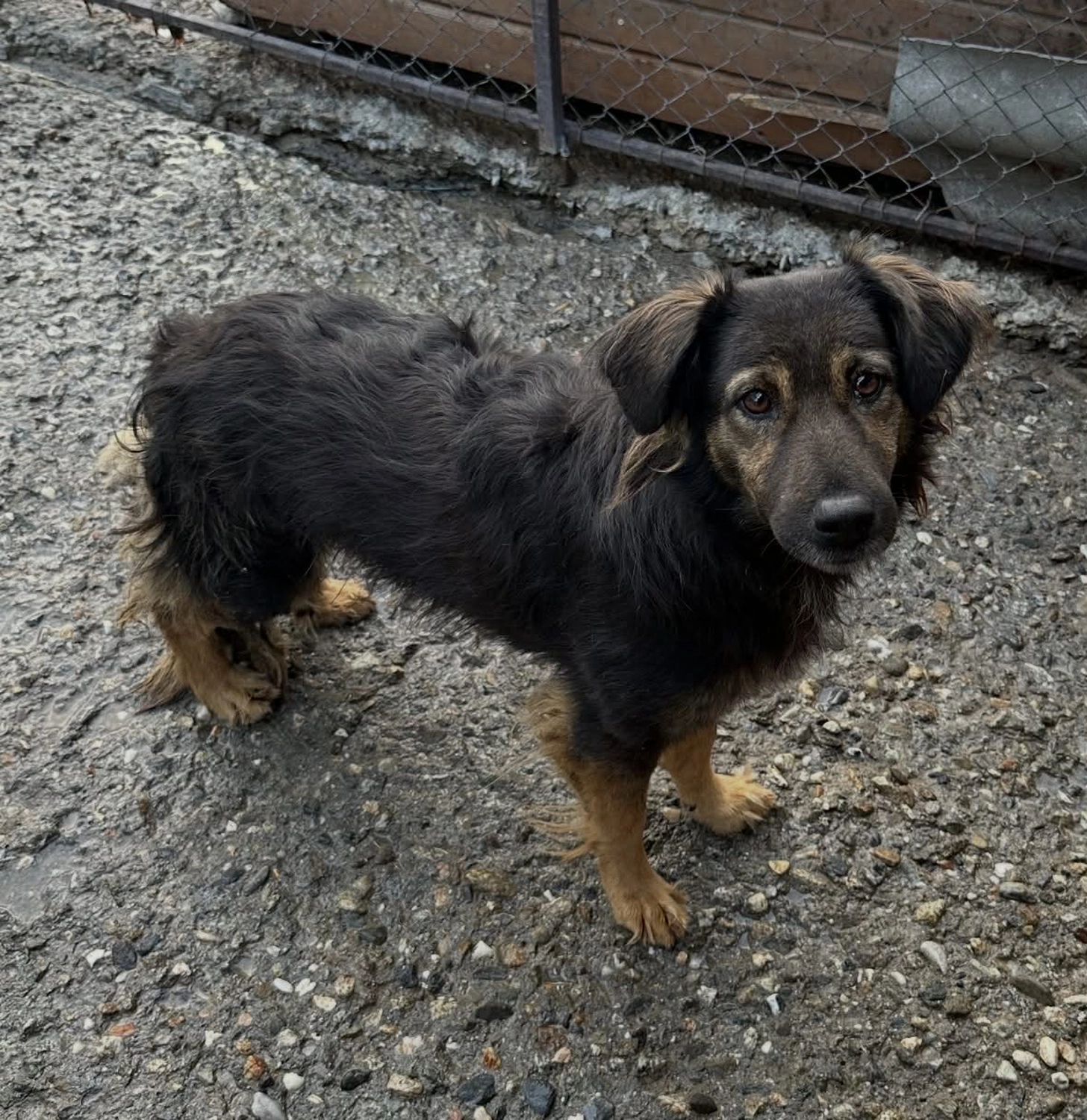 Pro Animals Deutschland e.V. – Hundeheim