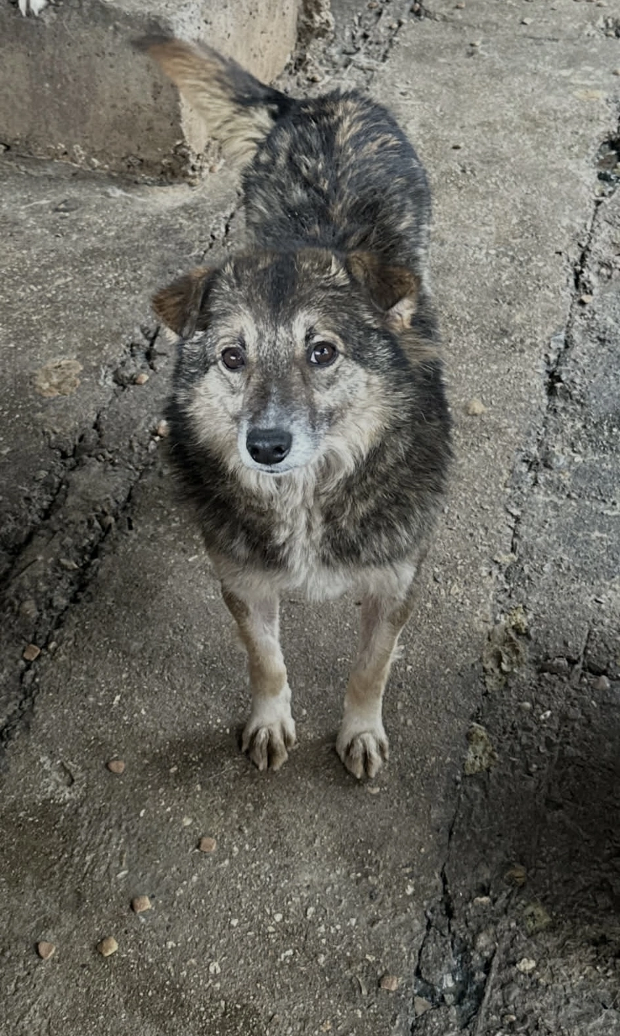 Pro Animals Deutschland e.V. – Hundeheim