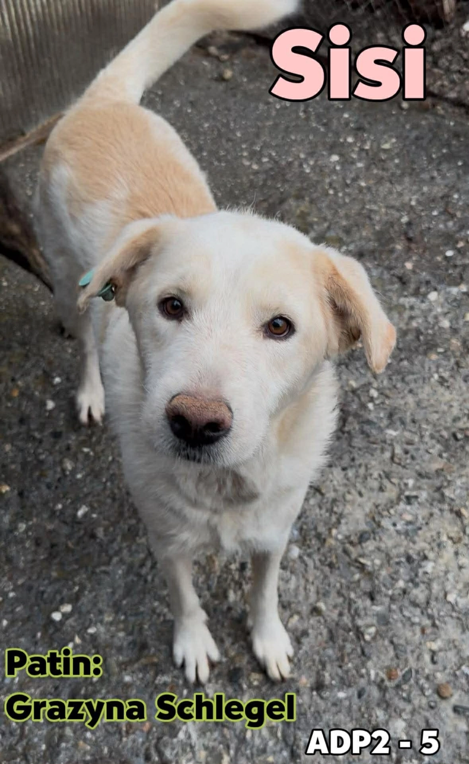 Pro Animals Deutschland e.V. – Hundeheim
