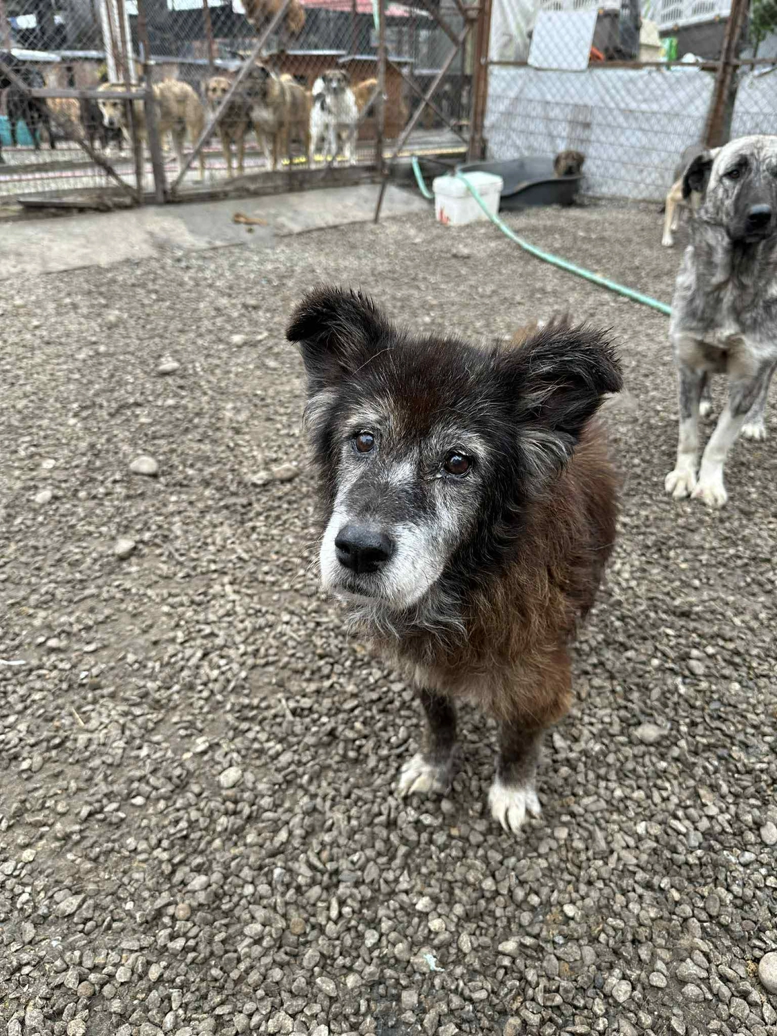 Pro Animals Deutschland e.V. – Hundeheim
