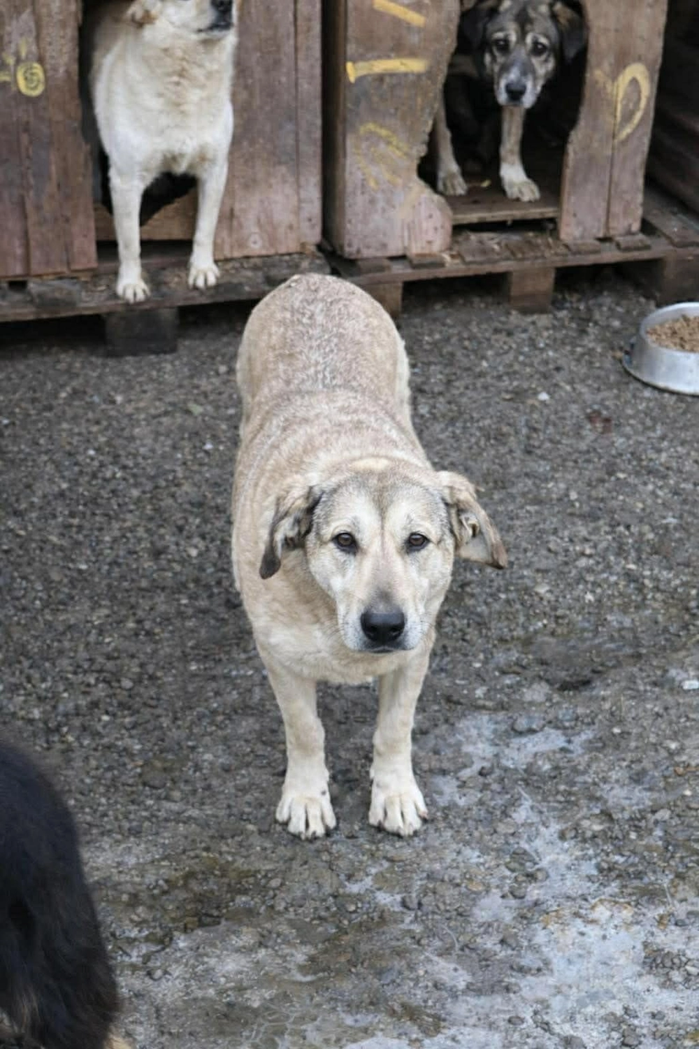 Pro Animals Deutschland e.V. – Hundeheim