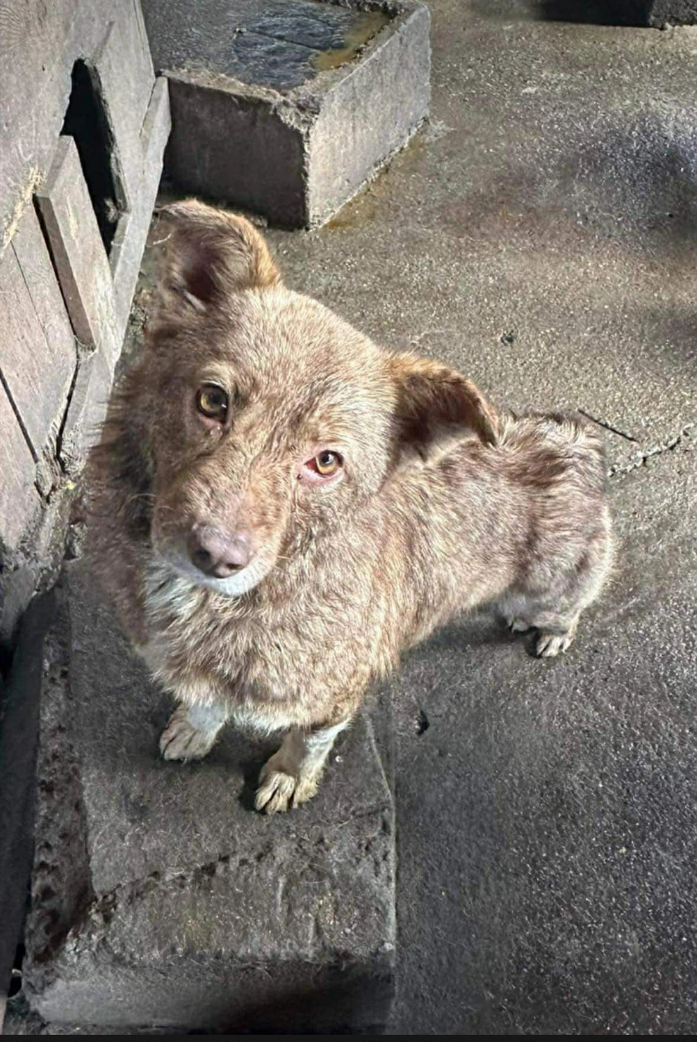 Pro Animals Deutschland e.V. – Hundeheim