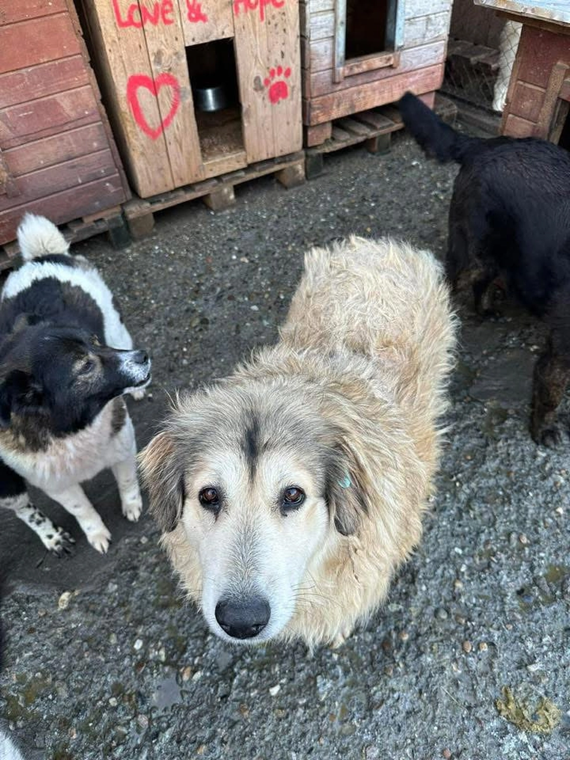 Pro Animals Deutschland e.V. – Hundeheim