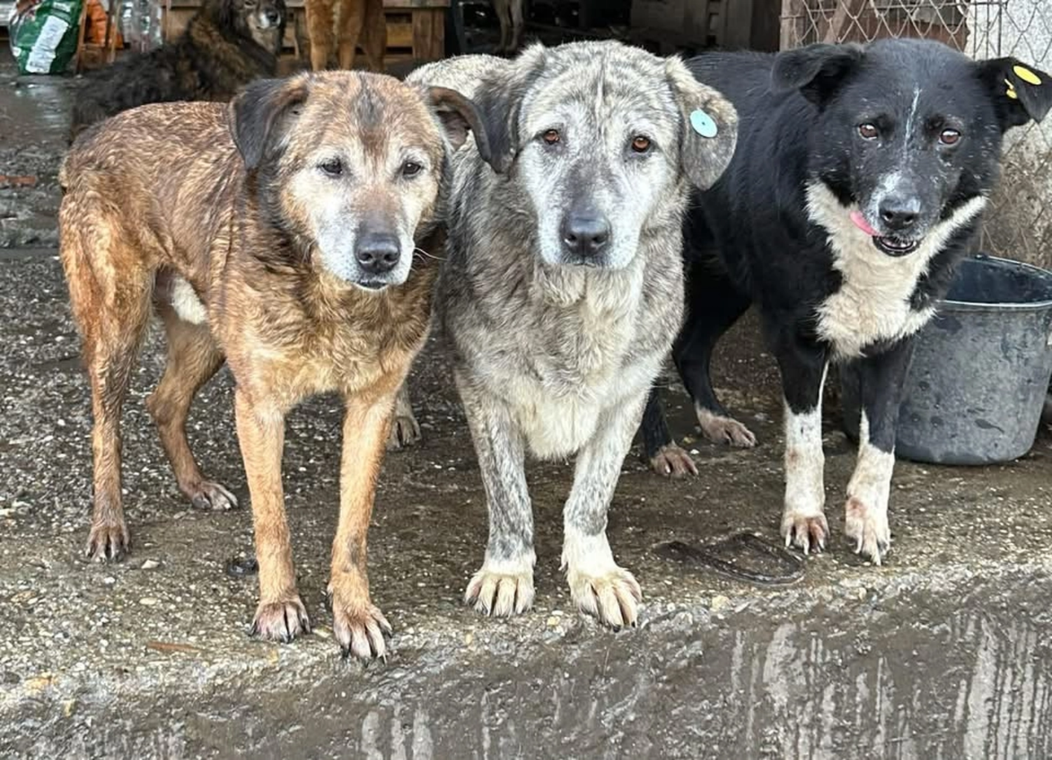 Pro Animals Deutschland e.V. – Hundeheim