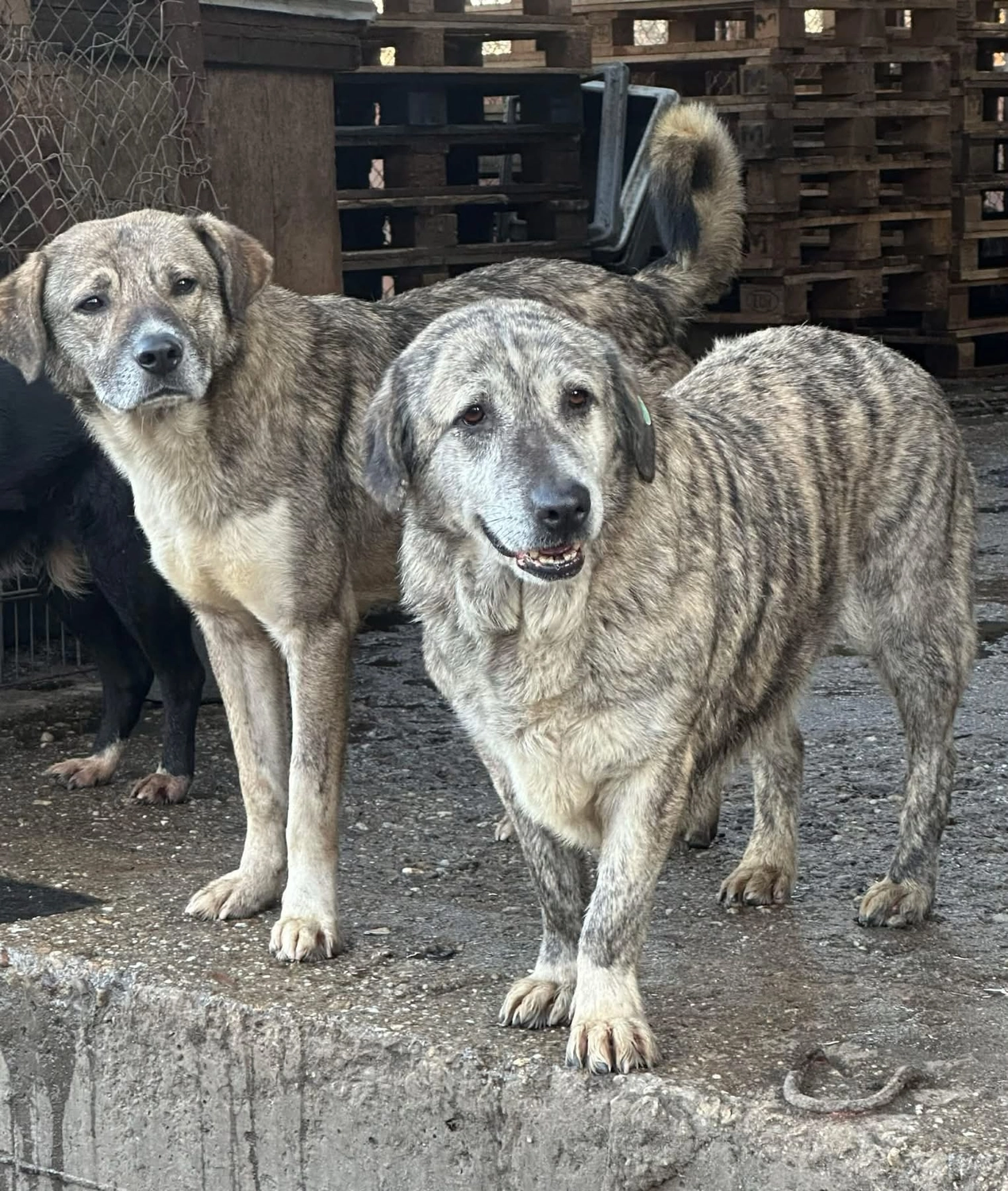 Pro Animals Deutschland e.V. – Hundeheim