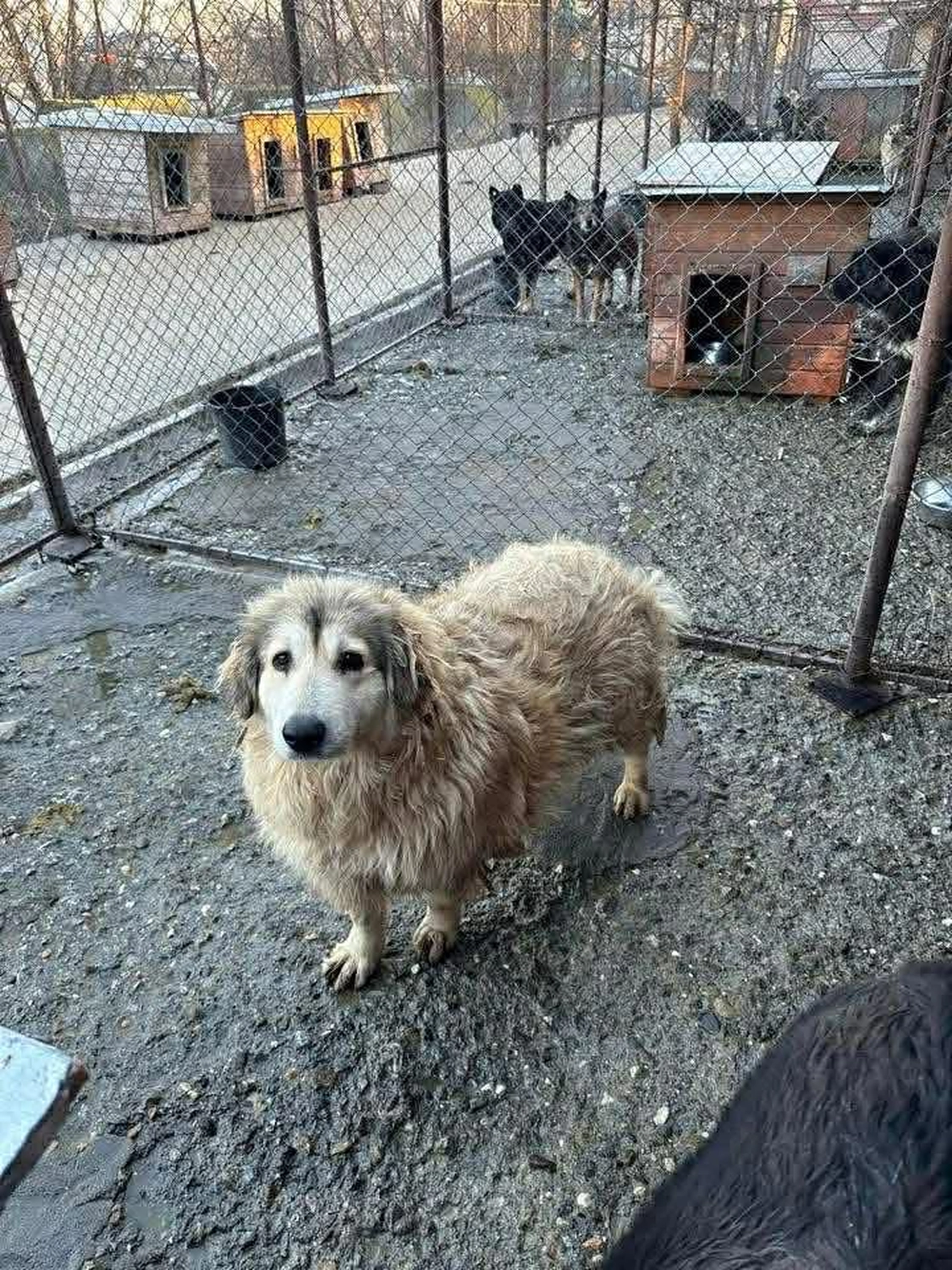 Pro Animals Deutschland e.V. – Hundeheim