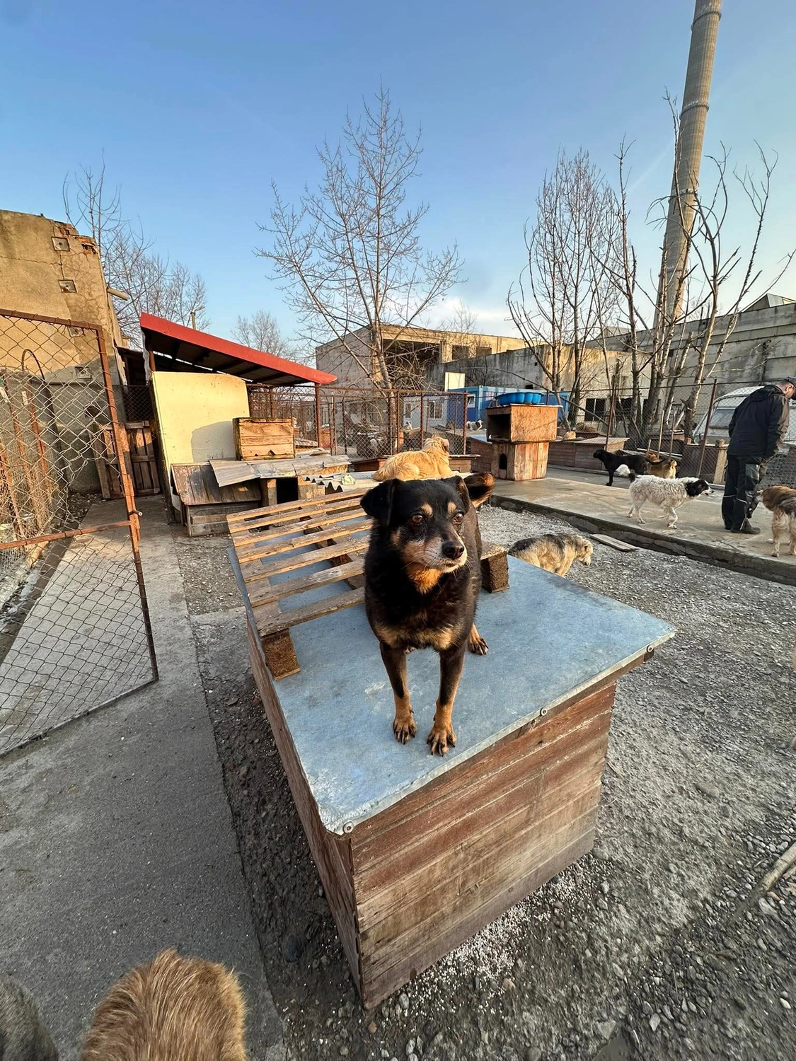 Pro Animals Deutschland e.V. – Hundeheim