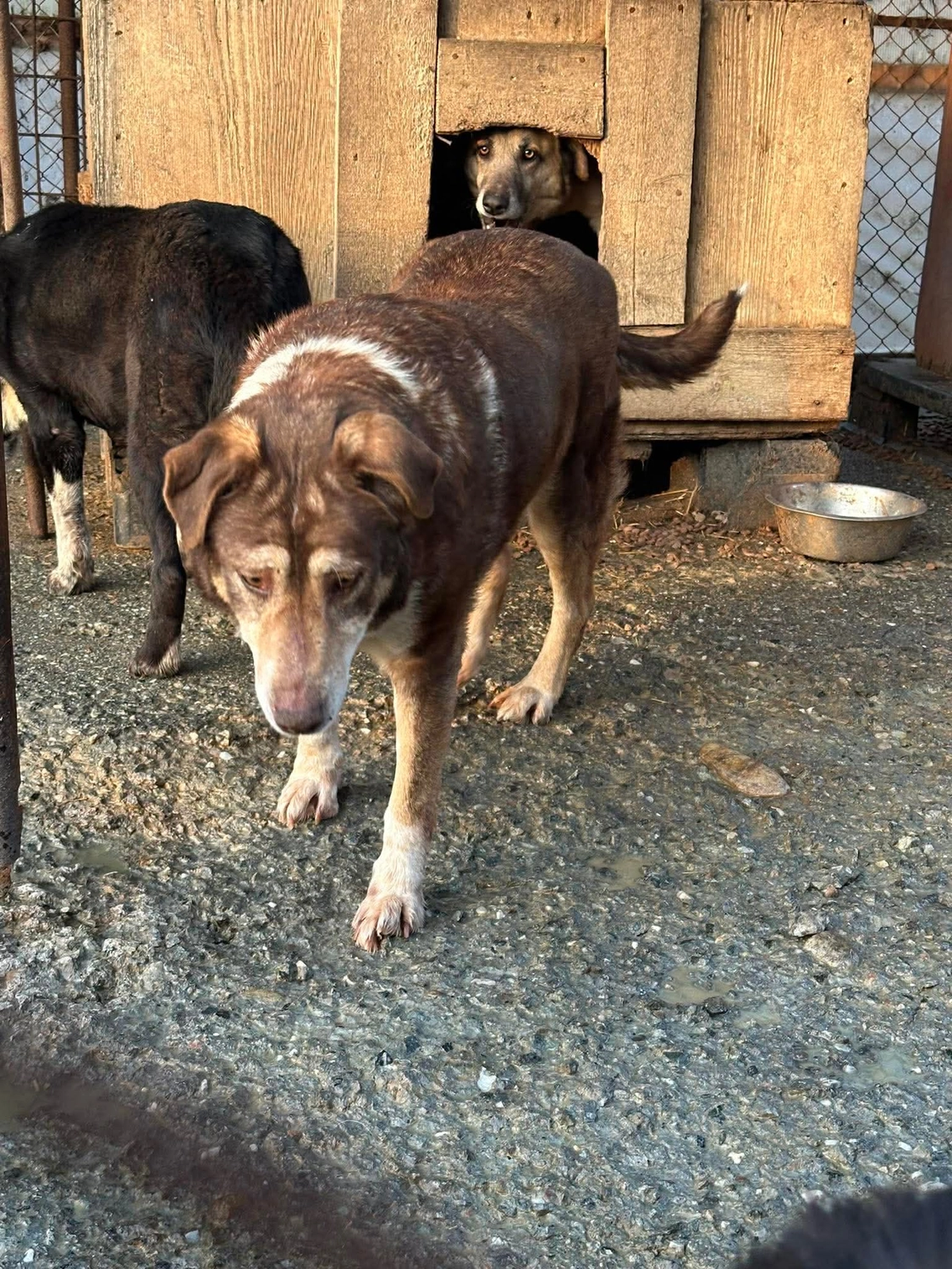 Pro Animals Deutschland e.V. – Hundeheim