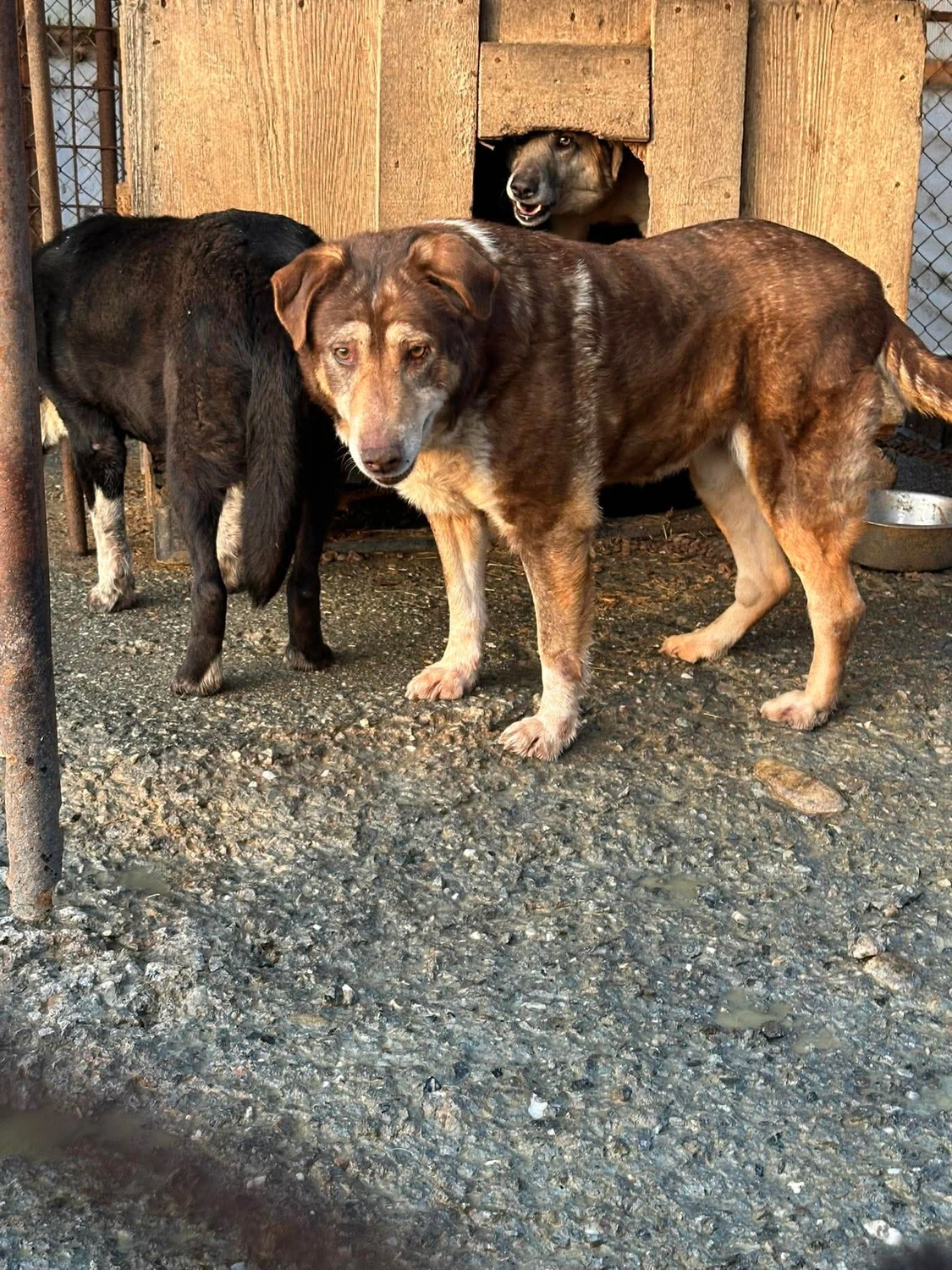Pro Animals Deutschland e.V. – Hundeheim