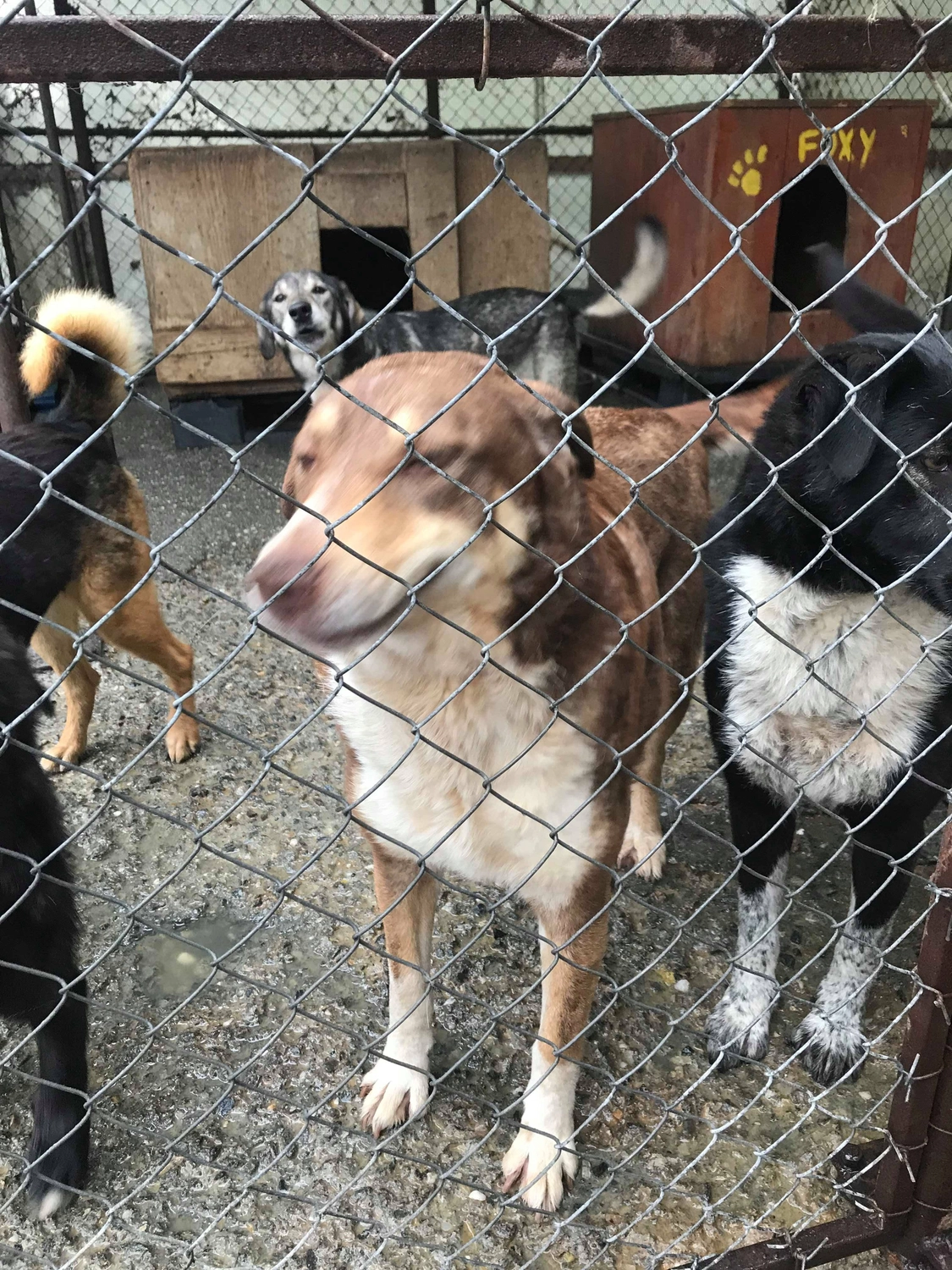 Pro Animals Deutschland e.V. – Hundeheim