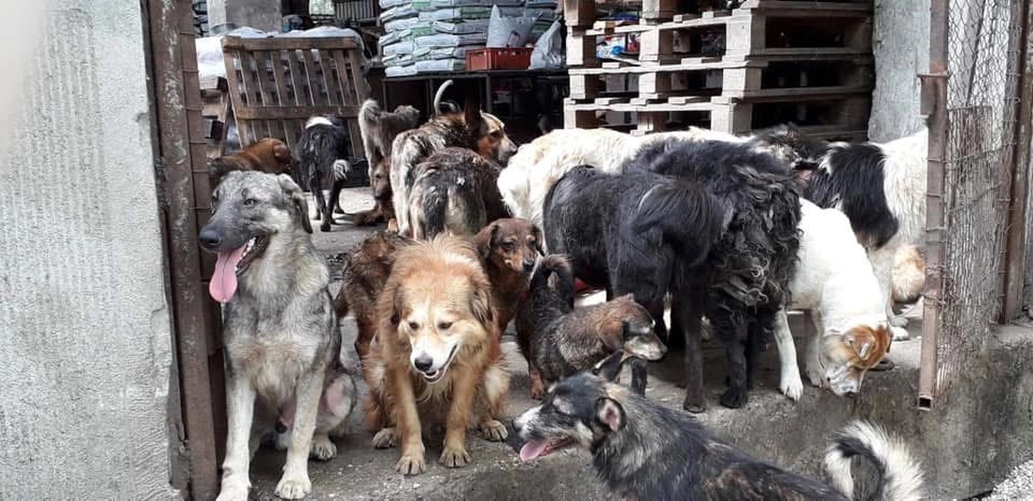 Pro Animals Deutschland e.V. – Hundeheim