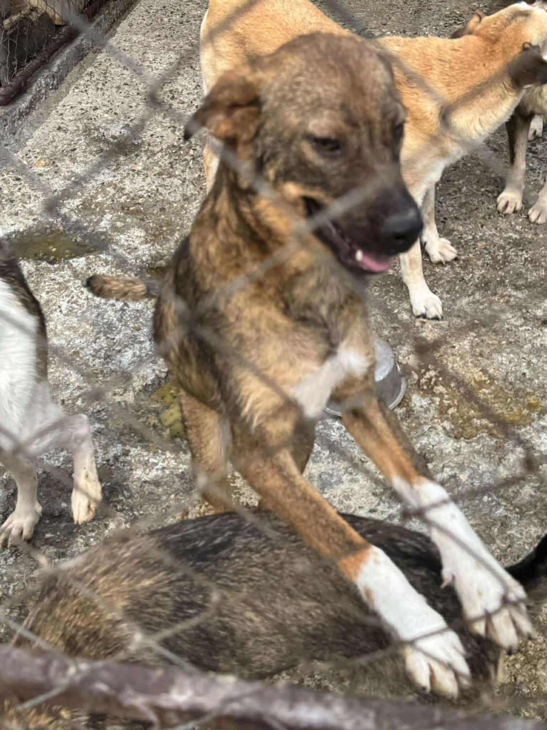 Pro Animals Deutschland e.V. – Hundeheim