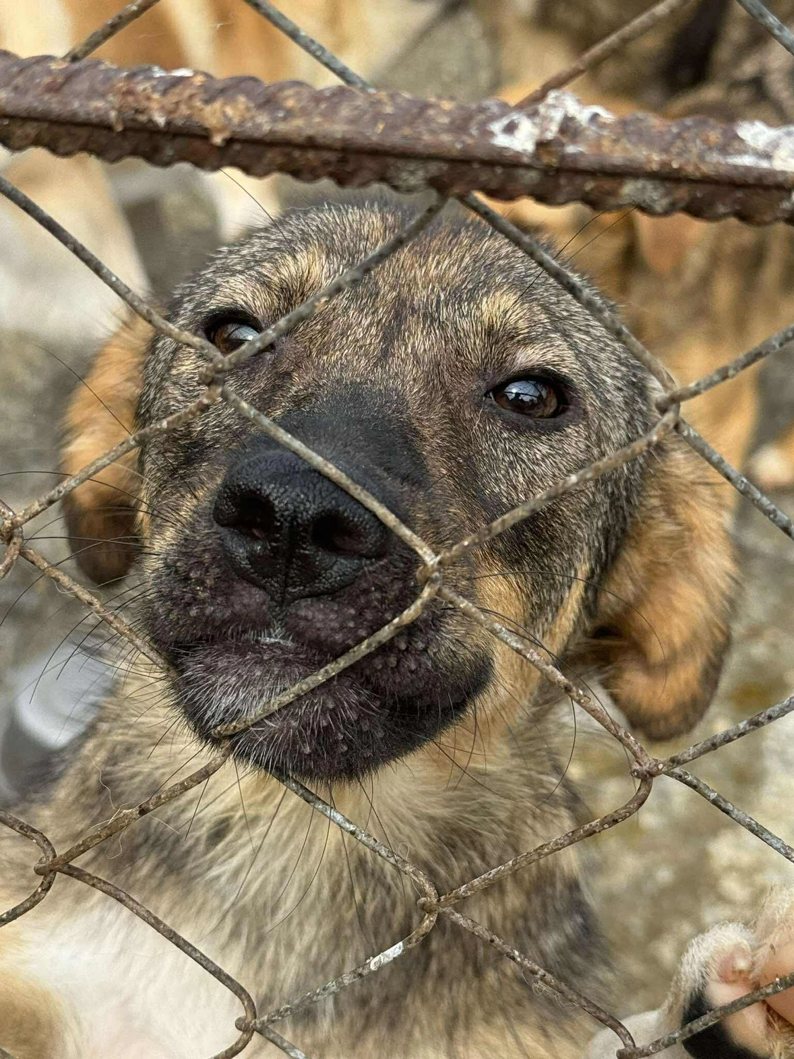 Pro Animals Deutschland e.V. – Hundeheim