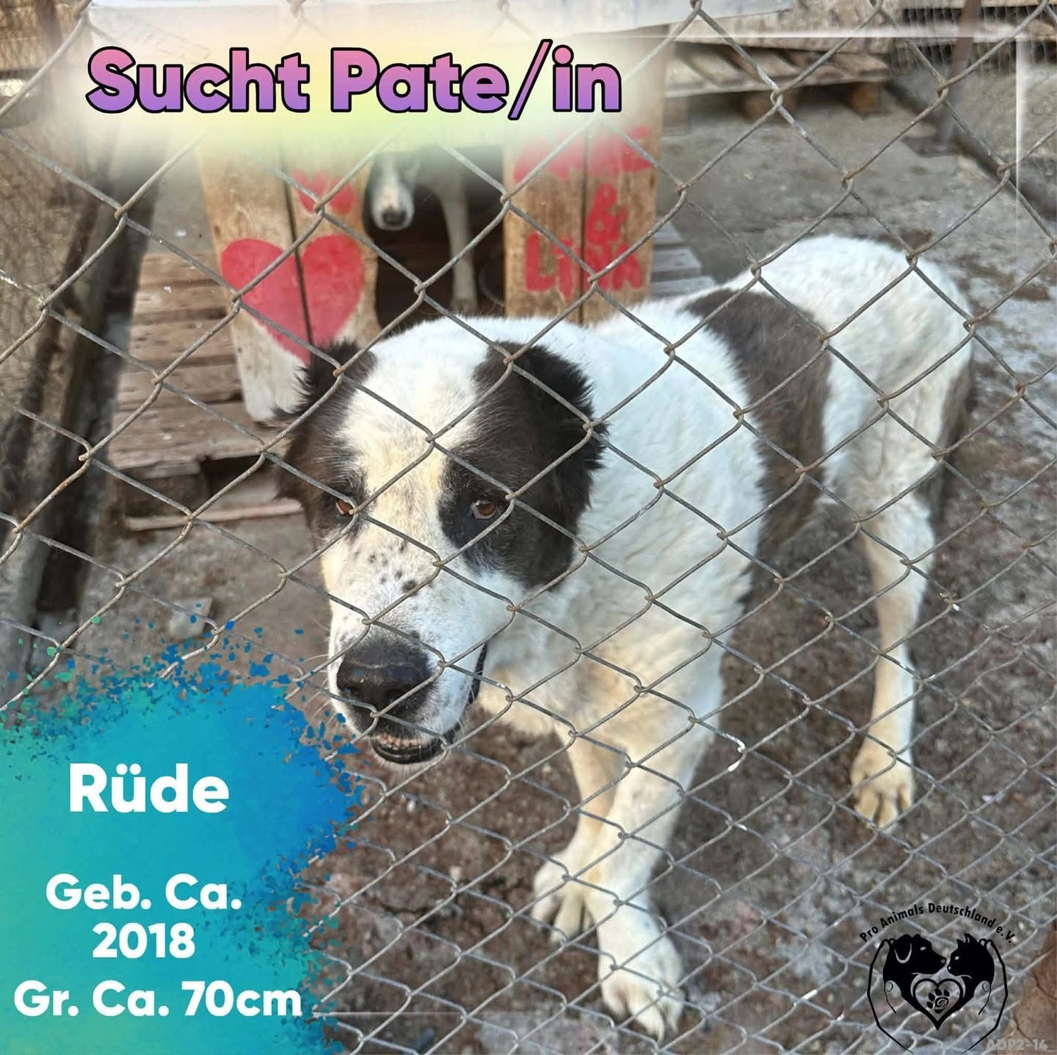 Pro Animals Deutschland e.V. – Pate gesucht