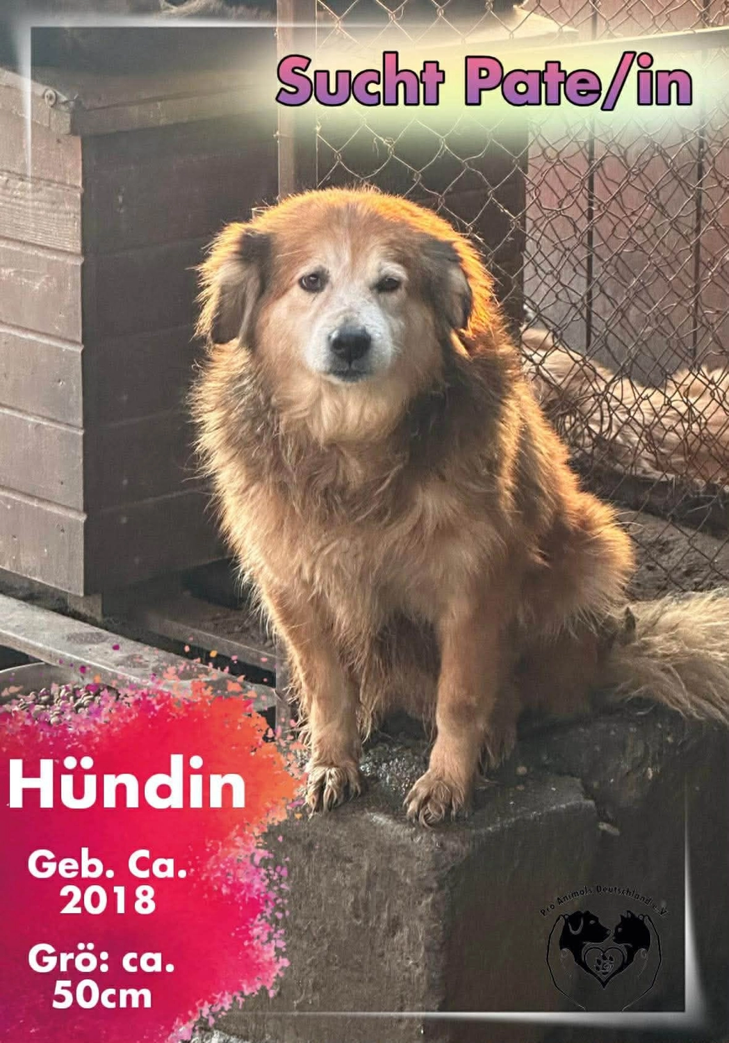 Pro Animals Deutschland e.V. – Pate gesucht