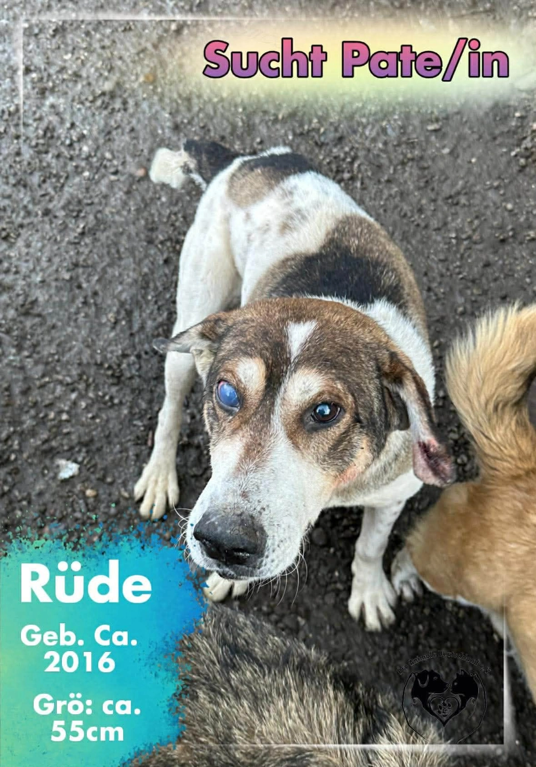 Pro Animals Deutschland e.V. – Pate gesucht