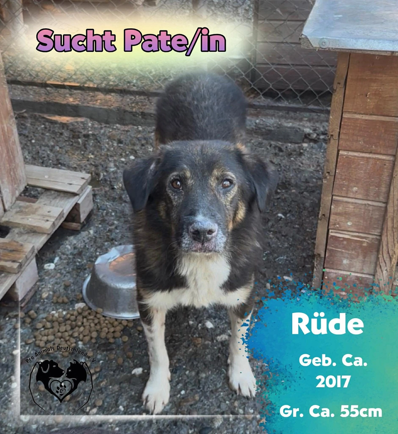 Pro Animals Deutschland e.V. – Pate gesucht