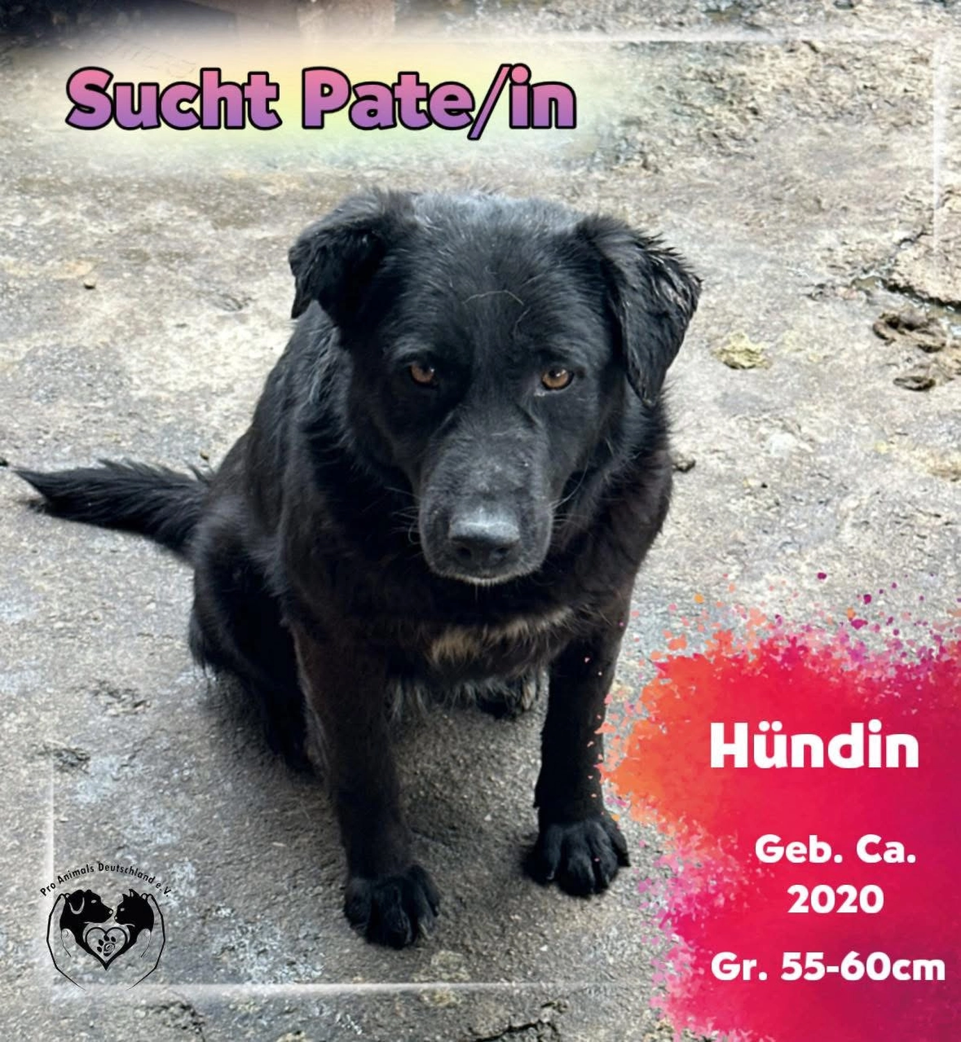 Pro Animals Deutschland e.V. – Pate gesucht