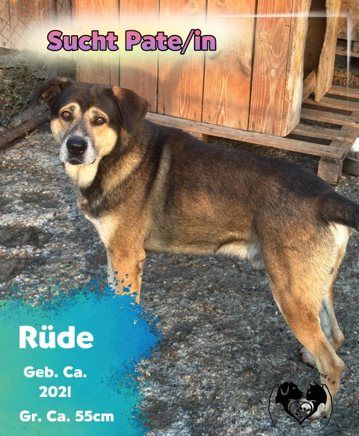 Pro Animals Deutschland e.V. – Pate gesucht