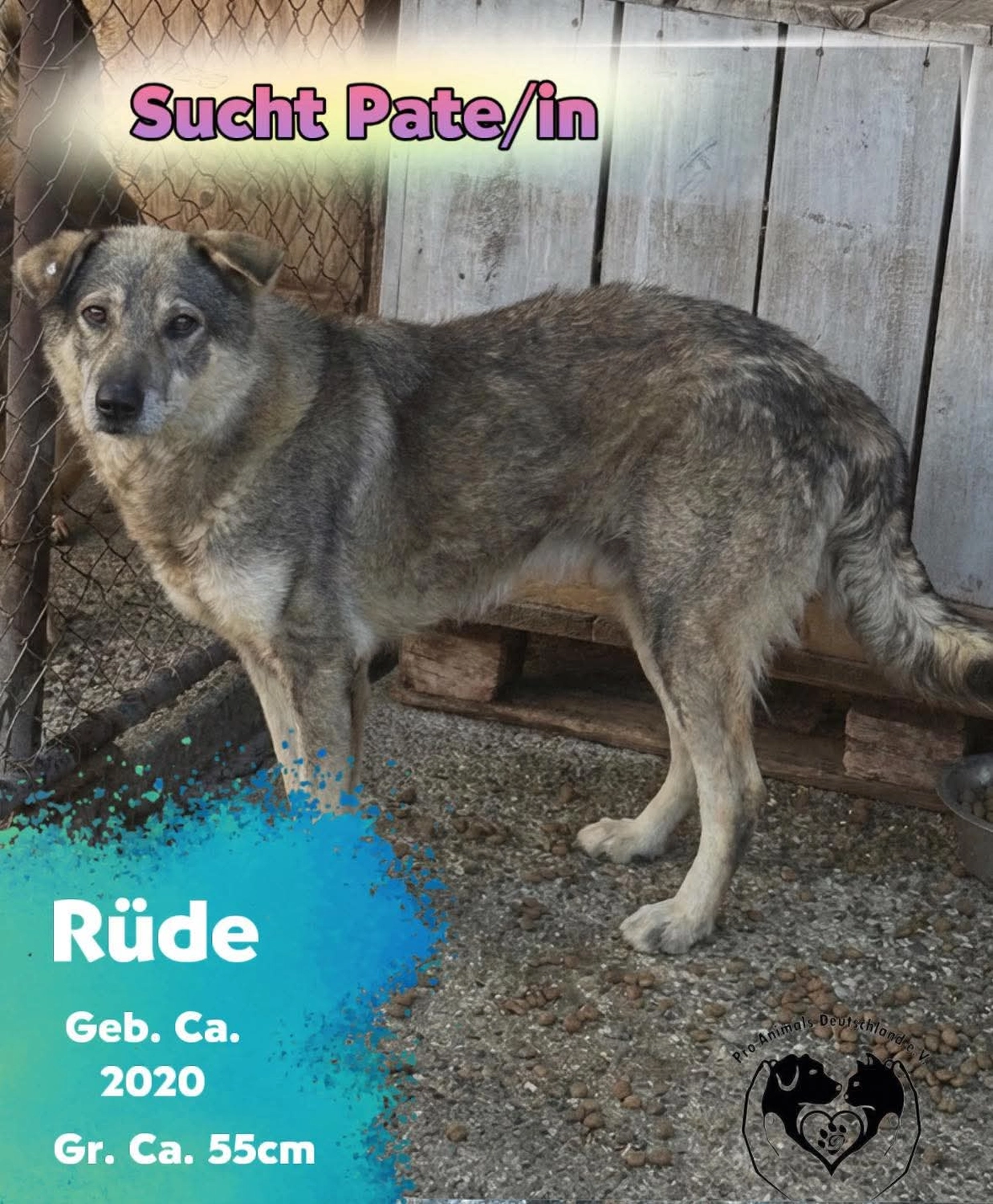 Pro Animals Deutschland e.V. – Pate gesucht