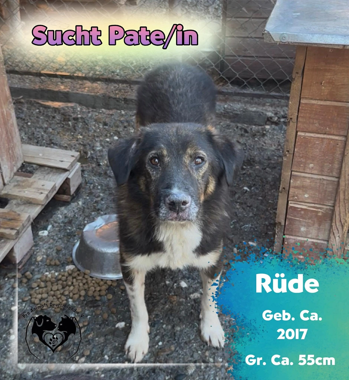 Pro Animals Deutschland e.V. – Pate gesucht