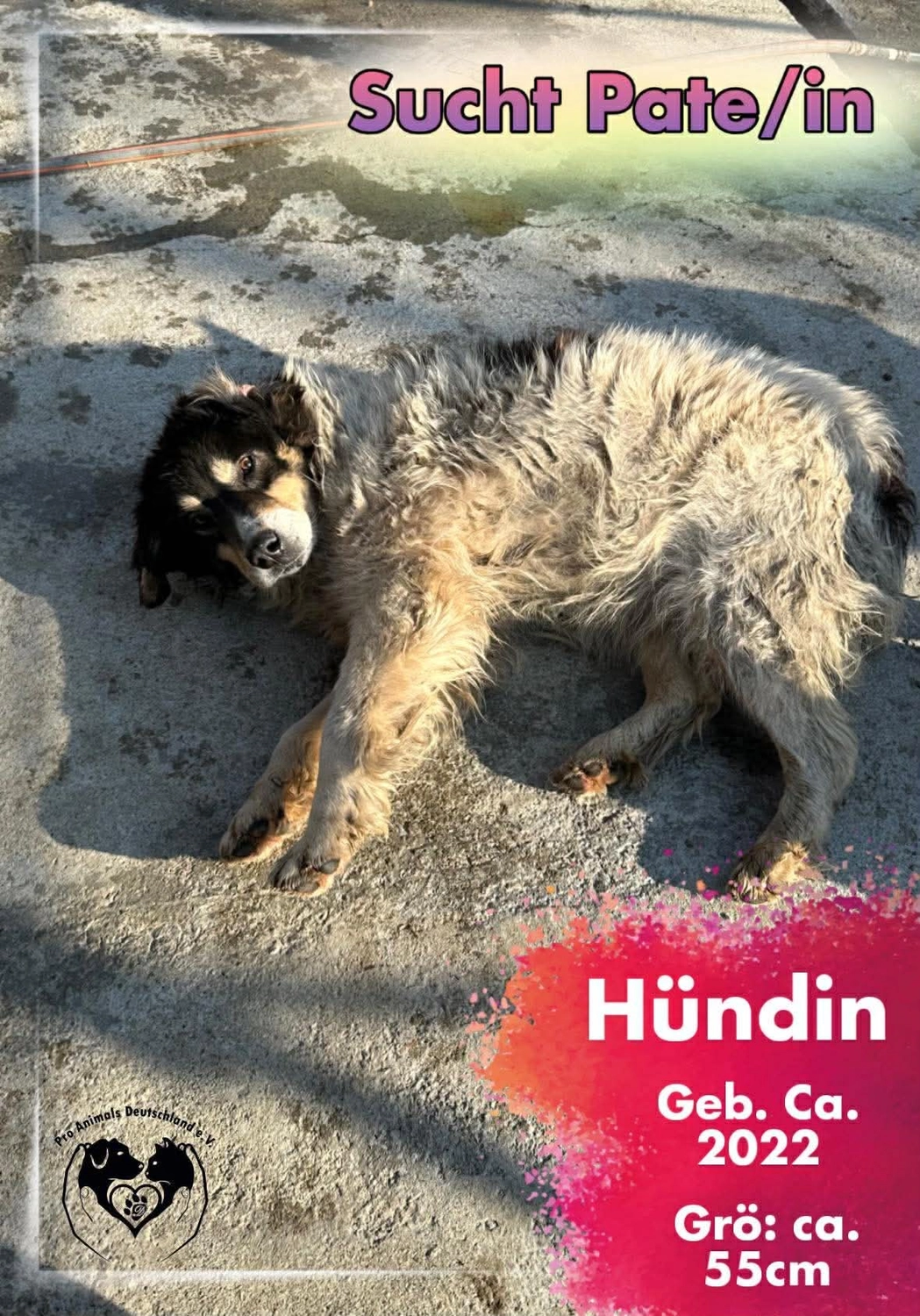 Pro Animals Deutschland e.V. – Pate gesucht