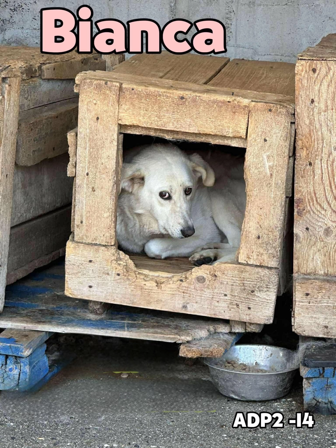 Pro Animals Deutschland e.V. – Biance