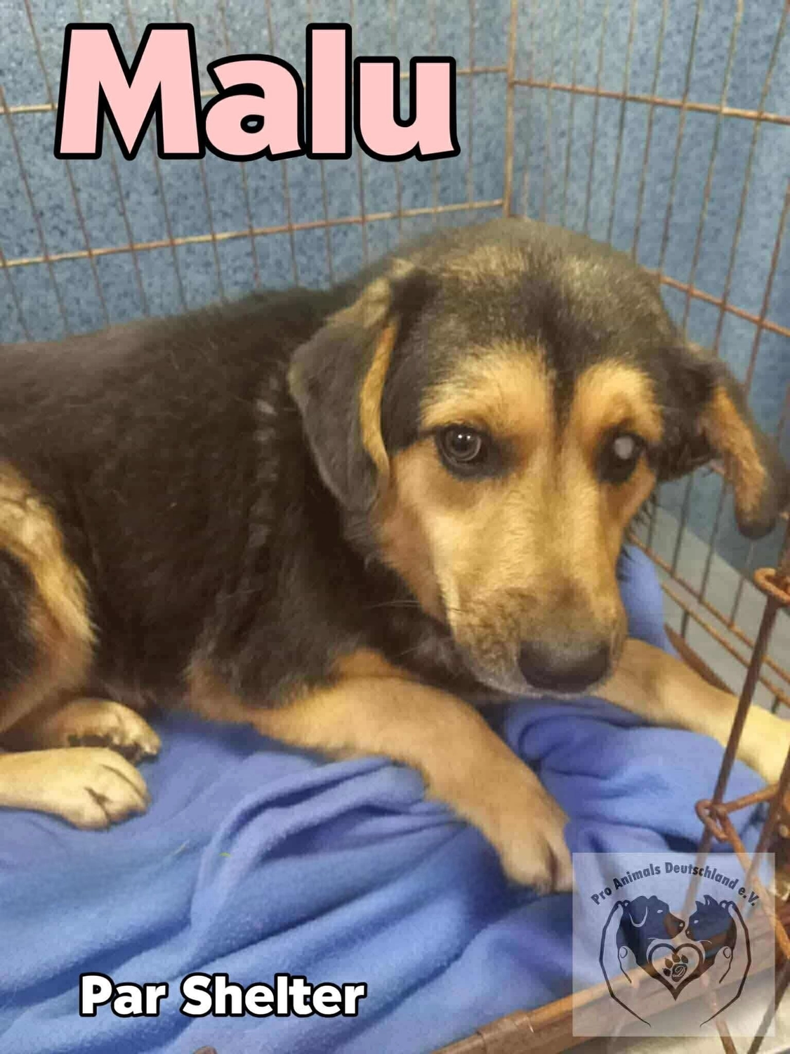Pro Animals Deutschland e.V. – malu