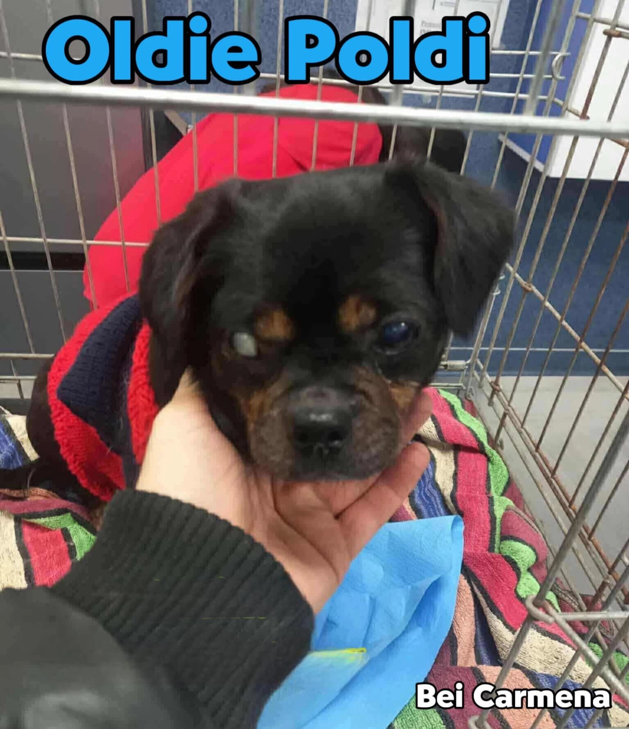 Pro Animals Deutschland e.V. – Oldie Poldie