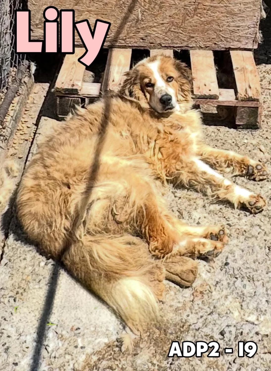 Pro Animals Deutschland e.V. – Lily