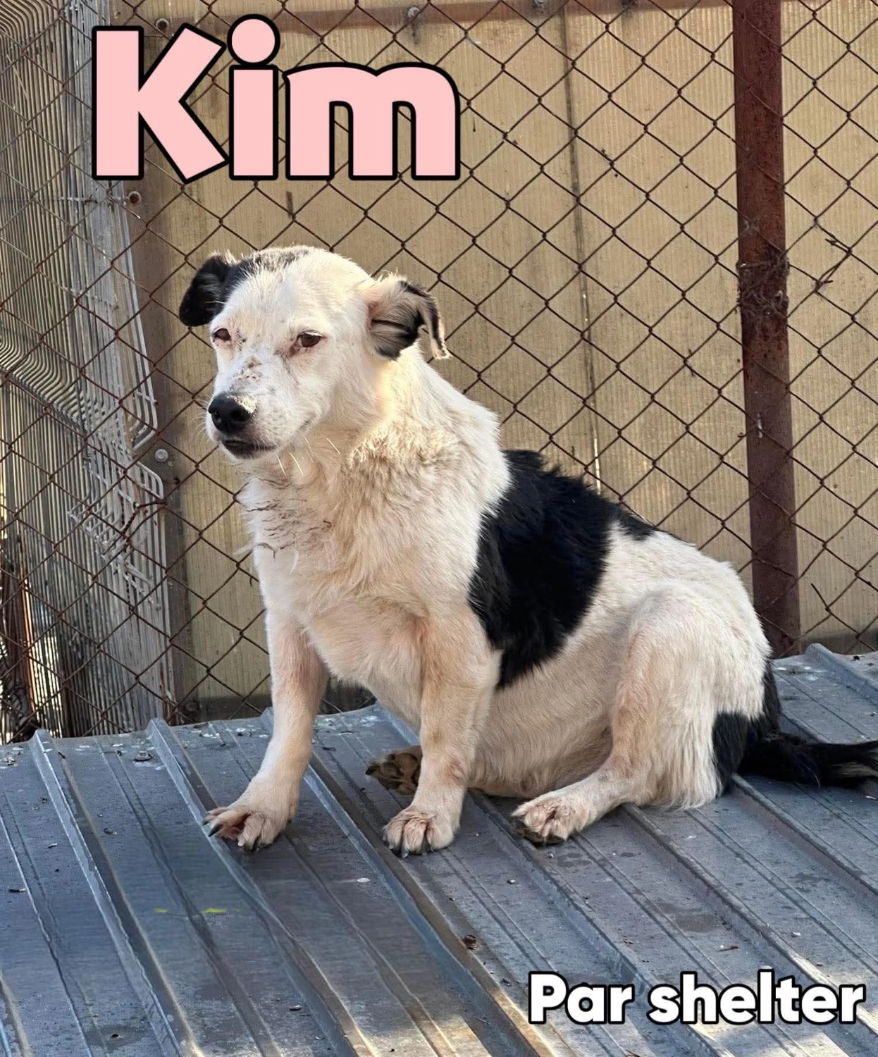 Pro Animals Deutschland e.V. – Kim