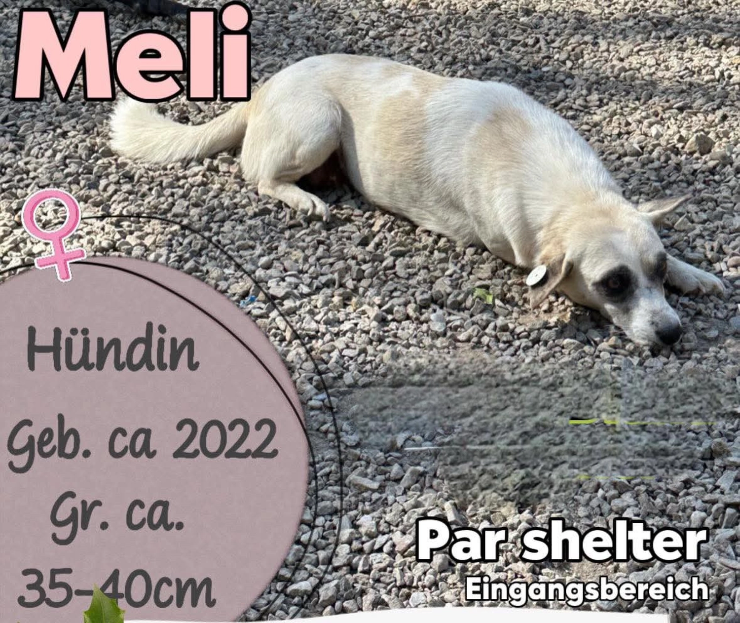 Pro Animals Deutschland e.V. – Meli