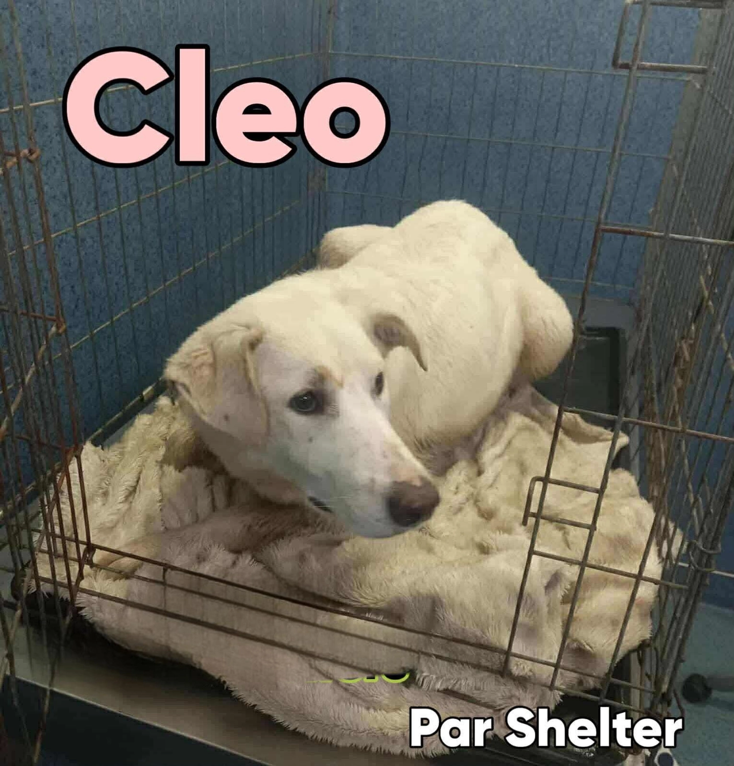 Pro Animals Deutschland e.V. – Cleo