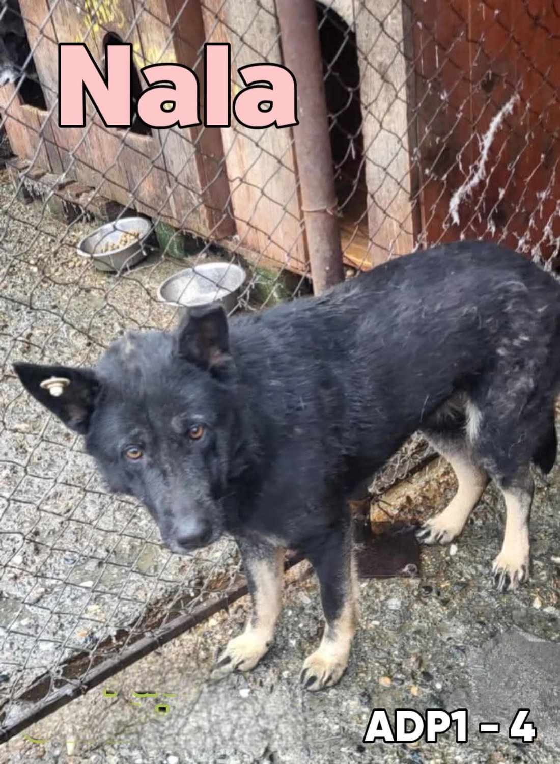 Pro Animals Deutschland e.V. – Nala