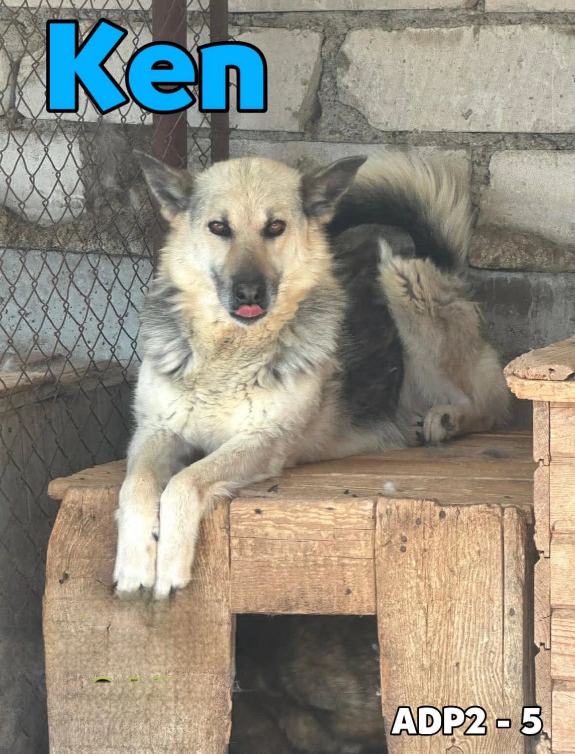Pro Animals Deutschland e.V. – Ken