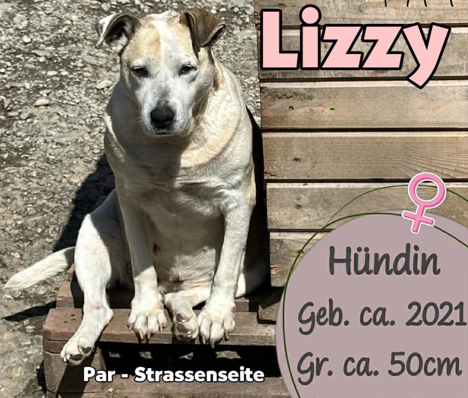 Pro Animals Deutschland e.V. – Lizzy