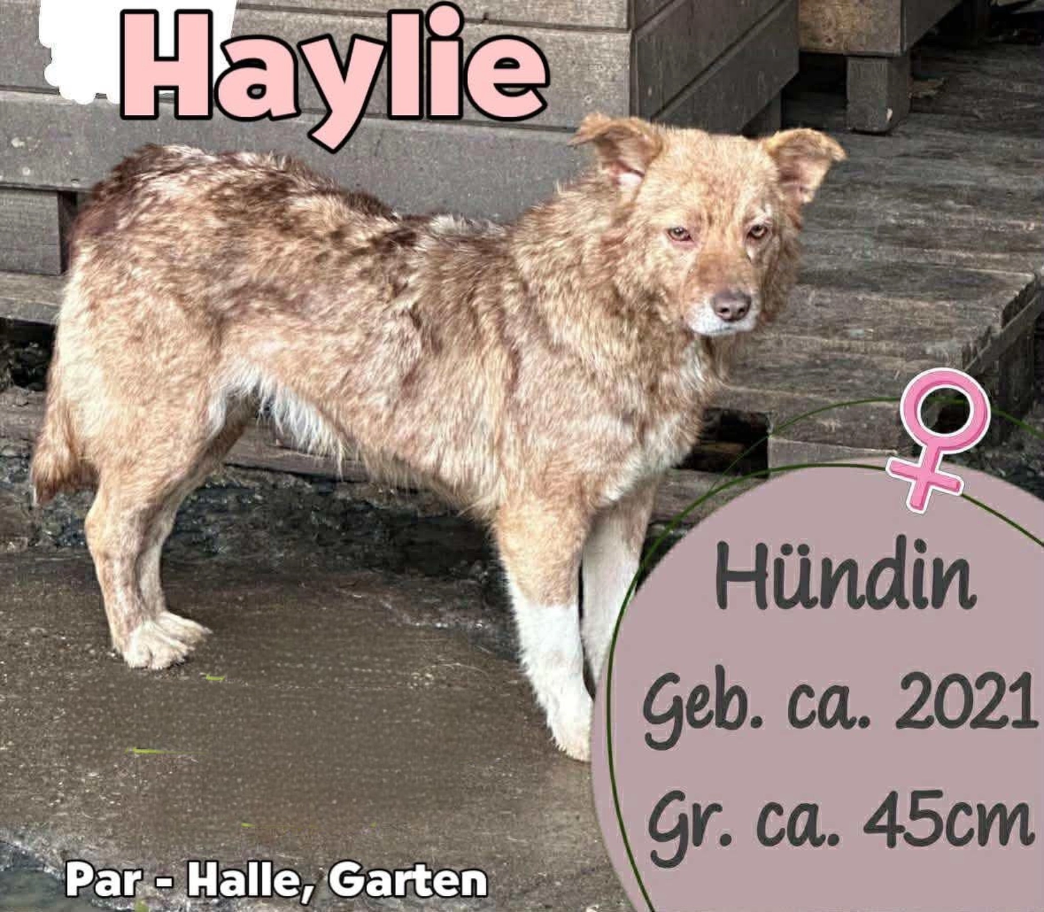 Pro Animals Deutschland e.V. – Haylie