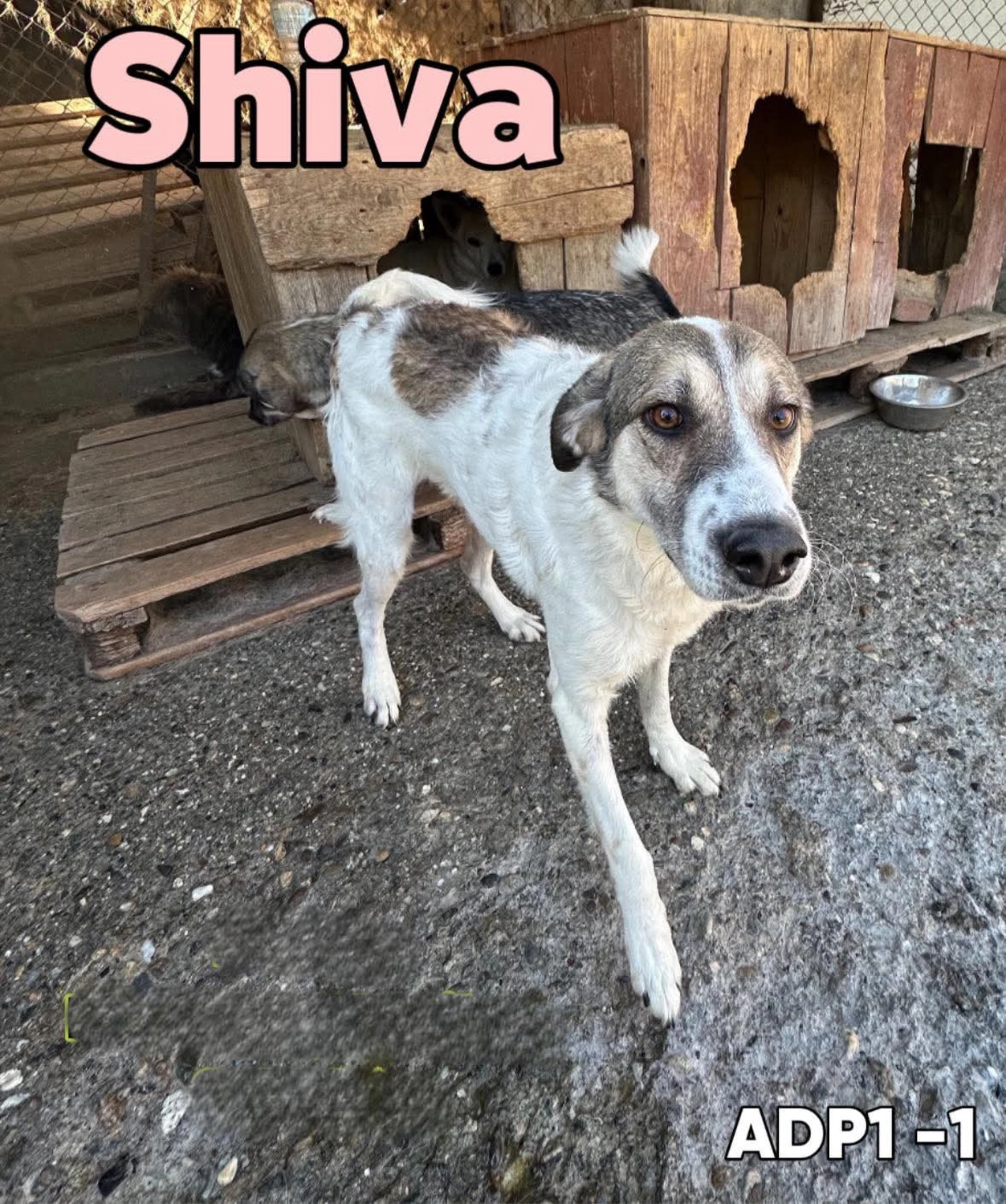 Pro Animals Deutschland e.V. – Shiva