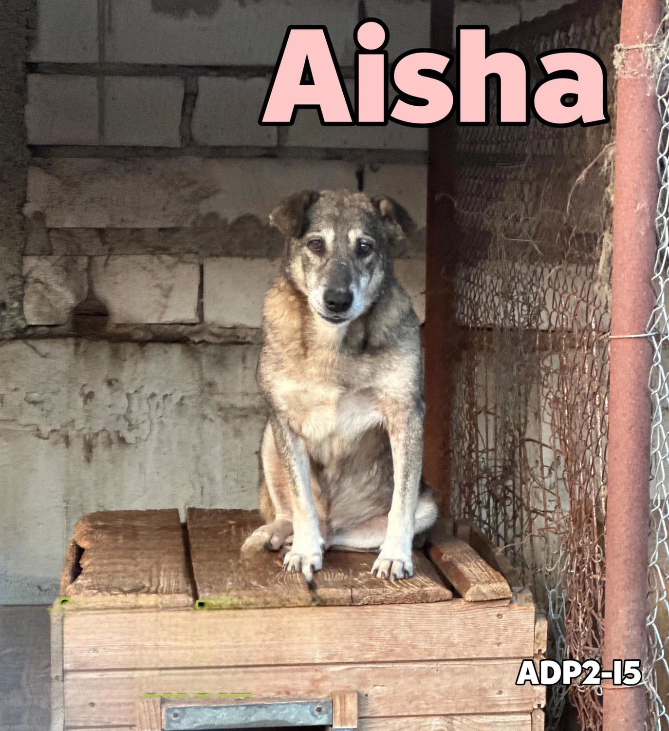 Pro Animals Deutschland e.V. – Aisha