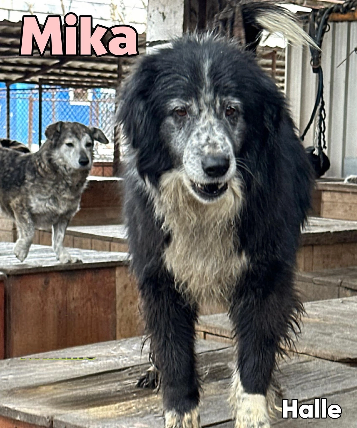 Pro Animals Deutschland e.V. – Mika